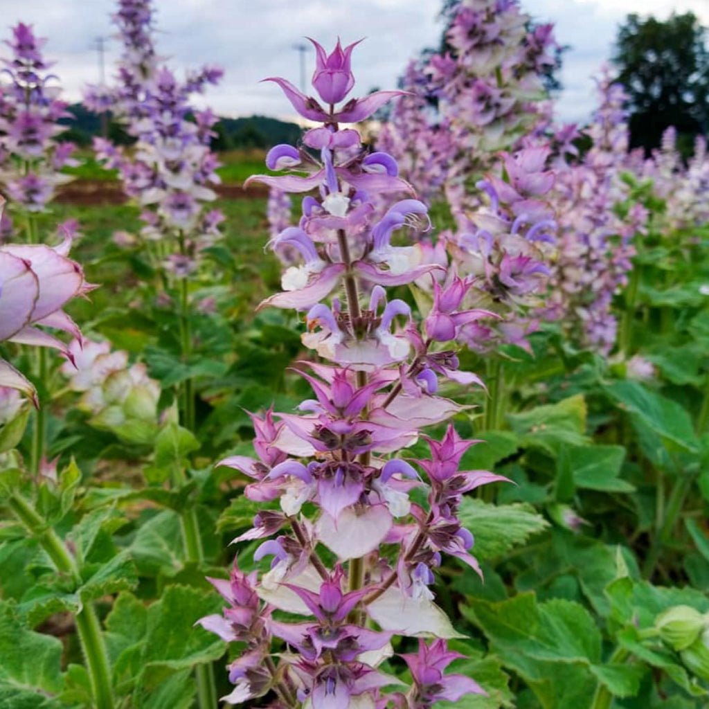 Clary Sage Essential Oil, Organic, 100% Pure, Natural