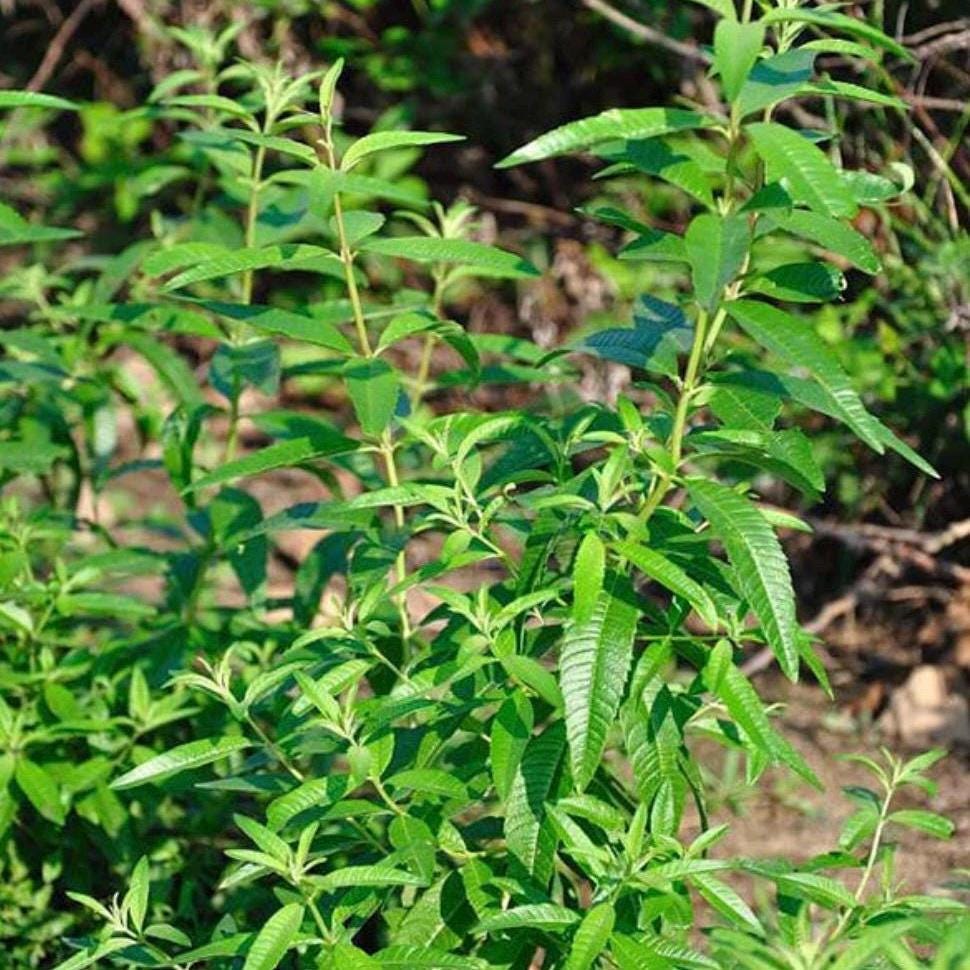 Lemon Verbena Hydrosol, Organic, Pure, Natural