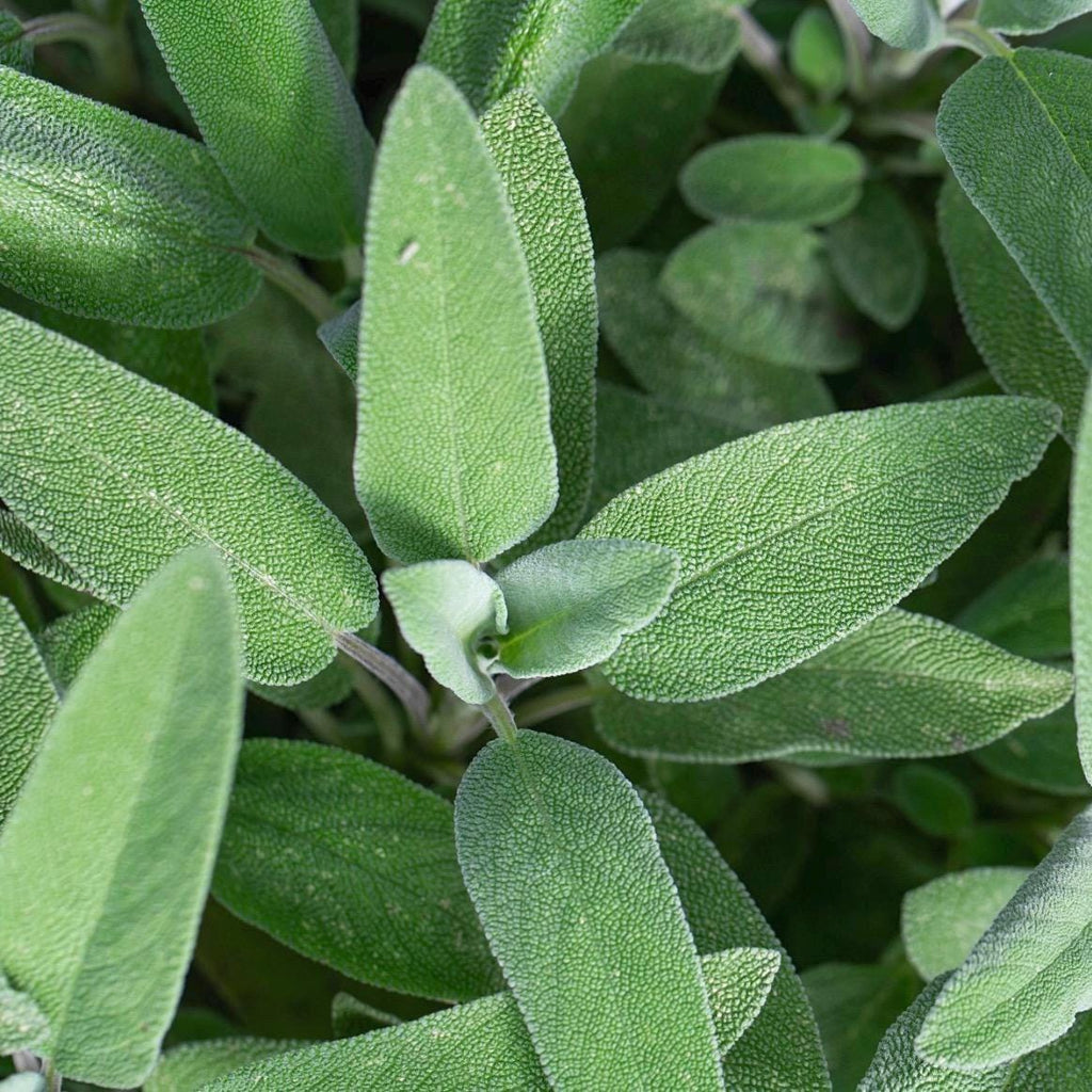 Sage Essential Oil, Organic, 100% Pure, Natural