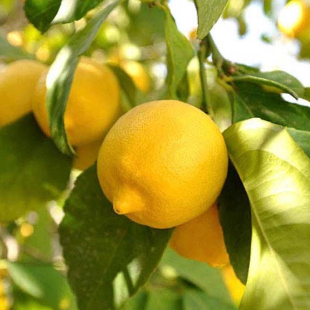 Lemon Essential Oil, Organic, Pure, Natural