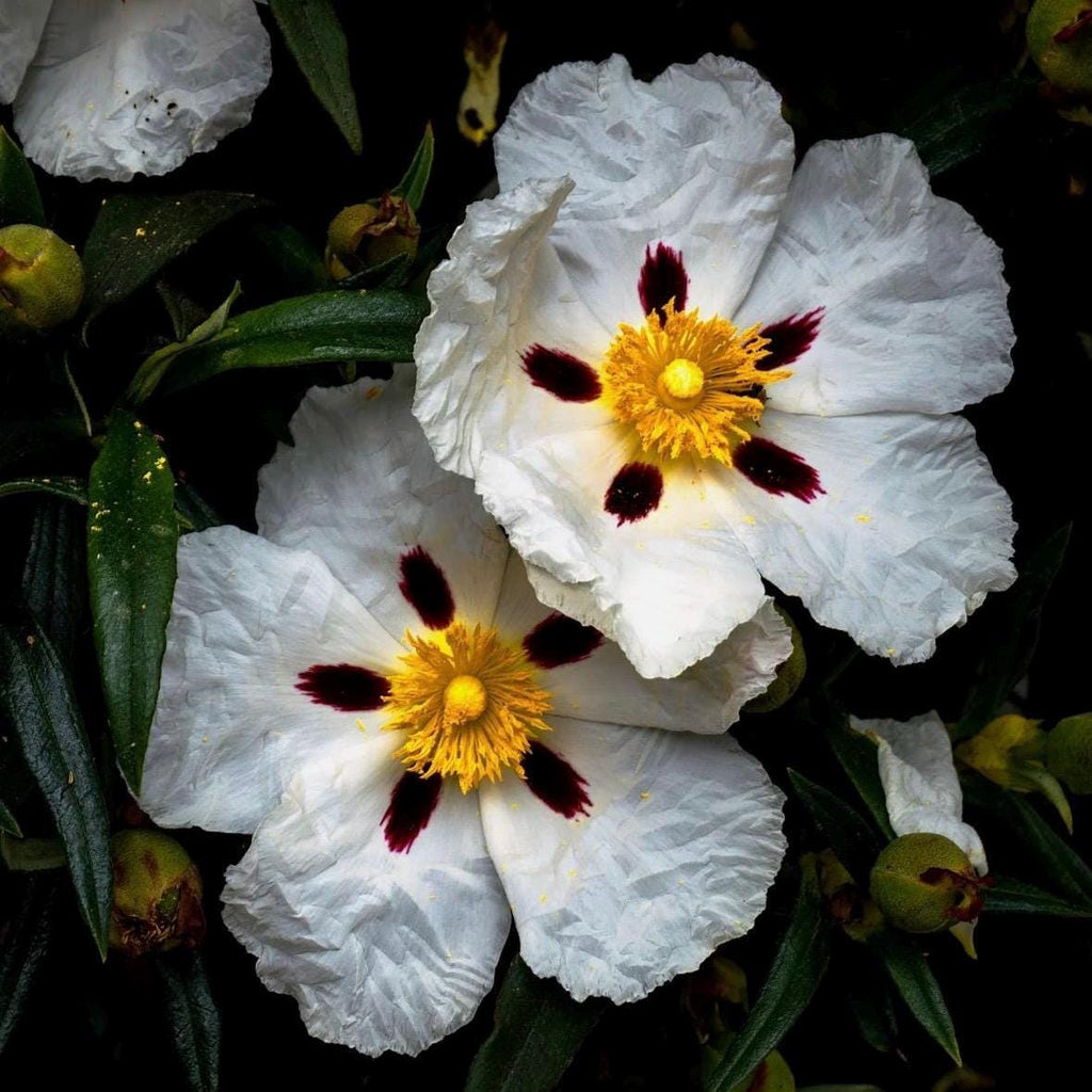 Rockrose Essential Oil, Organic, Pure, Natural