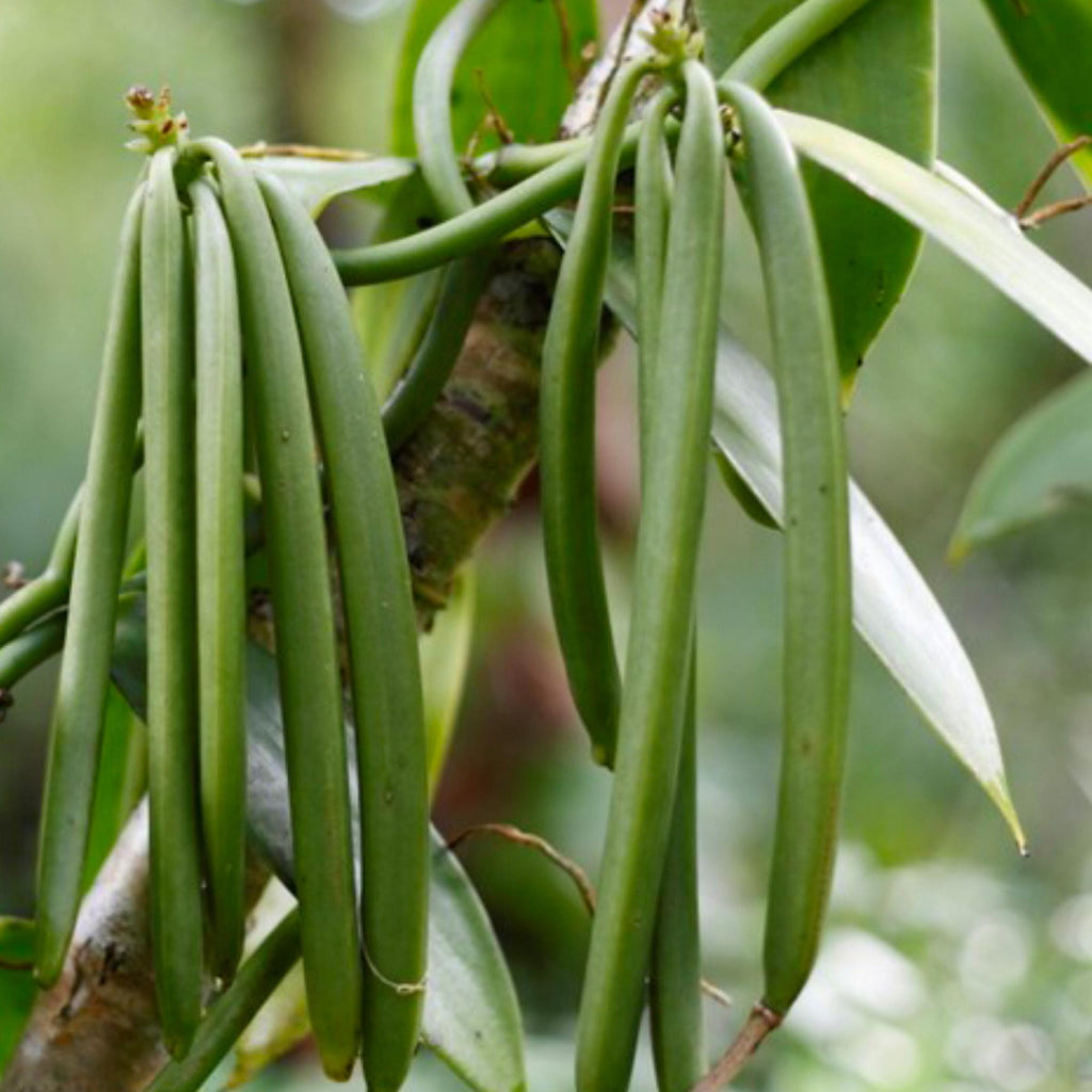 Vanilla Absolute, Organic, 100% Pure, Natural