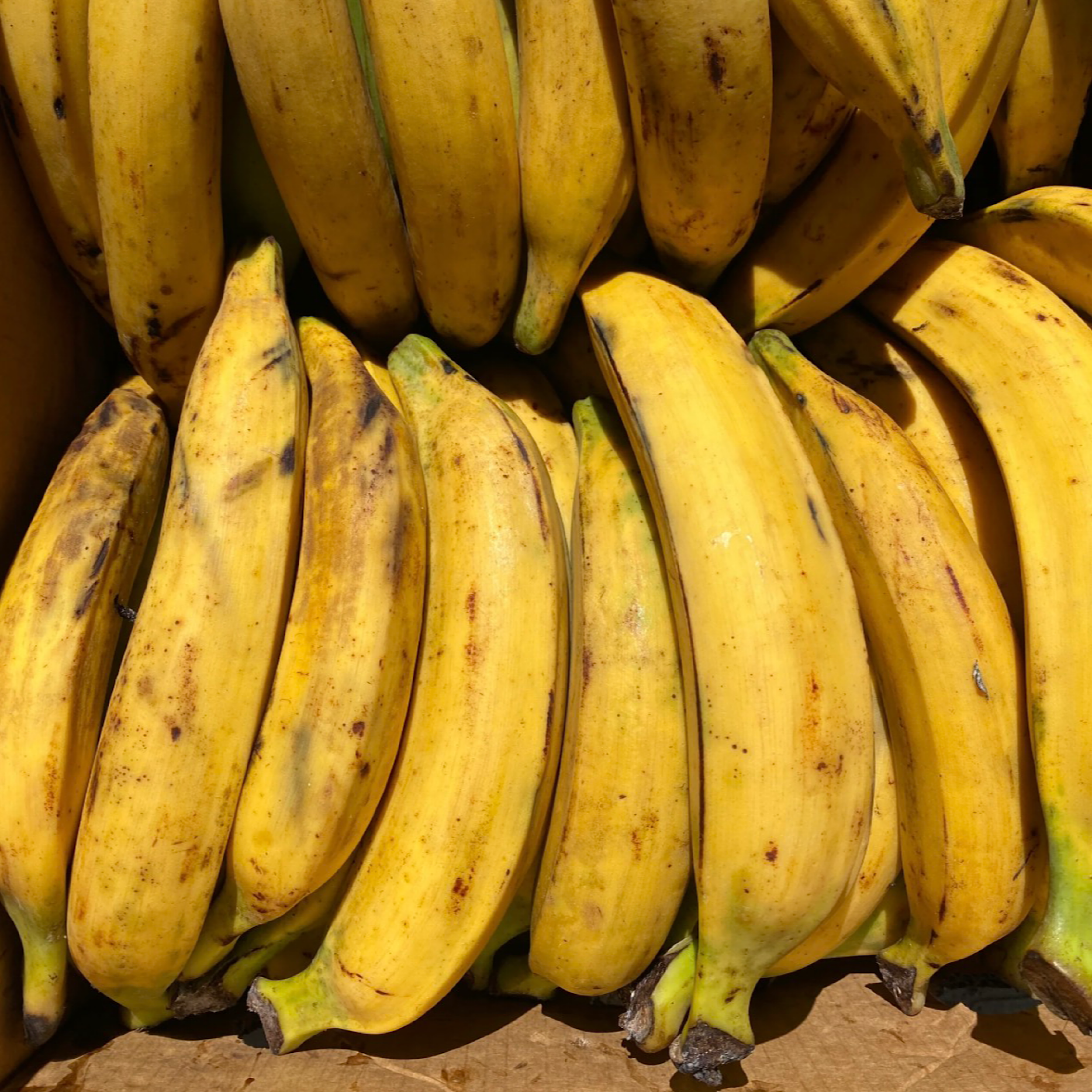 Banana Infused Oil, Organic, Cold Pressed, Unrefined, Natural