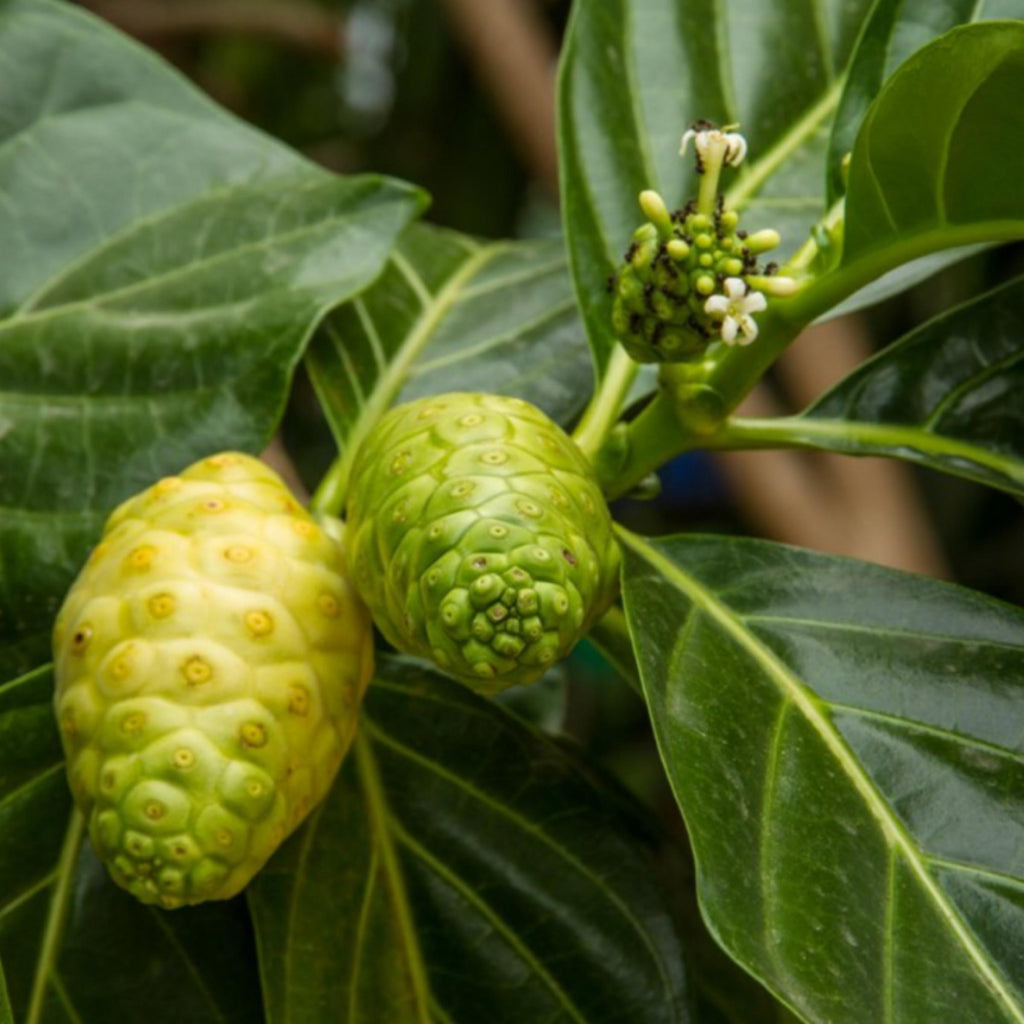 Noni Fruit Oil, Organic, Cold Pressed, Unrefined, Natural