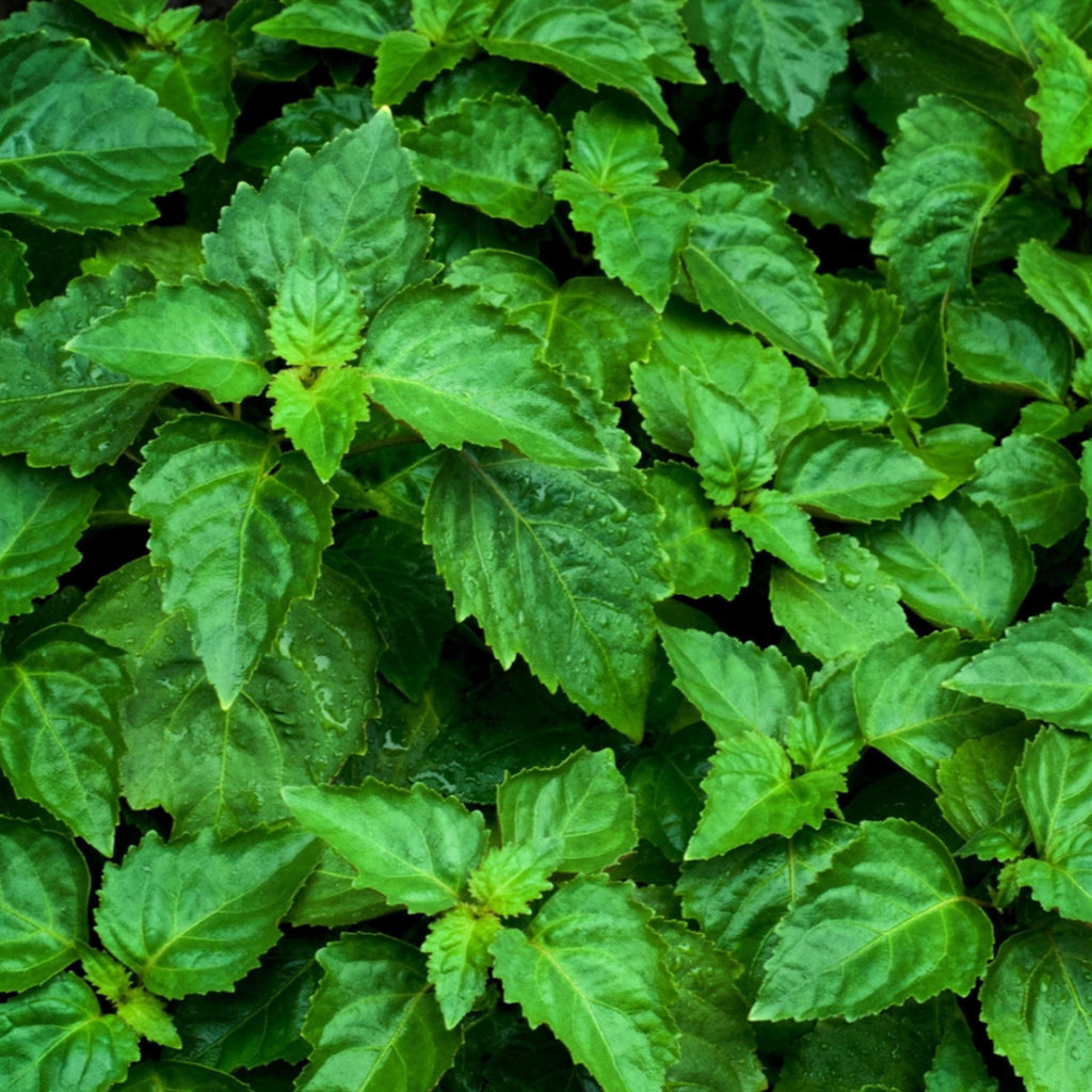 Patchouli Essential Oil, Organic, 100% Pure, Natural