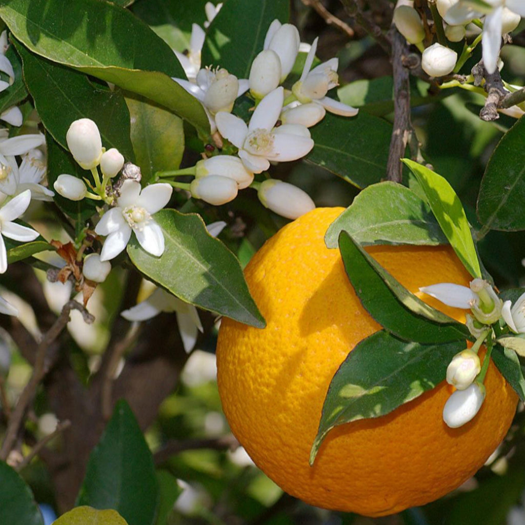 Neroli Essential Oil, Orange Blossom, Organic, 100% Pure, Natural
