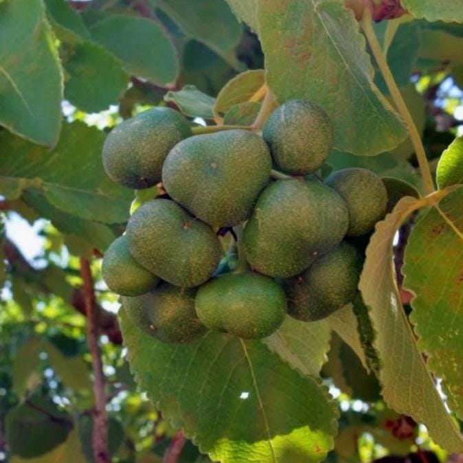 Pequi Fruit Oil, Organic, Cold Pressed, Unrefined, Natural