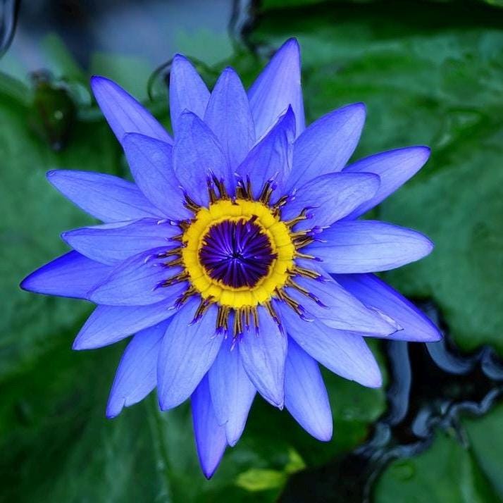 Blue Lotus Absolute Oil, Organic, Pure, Natural