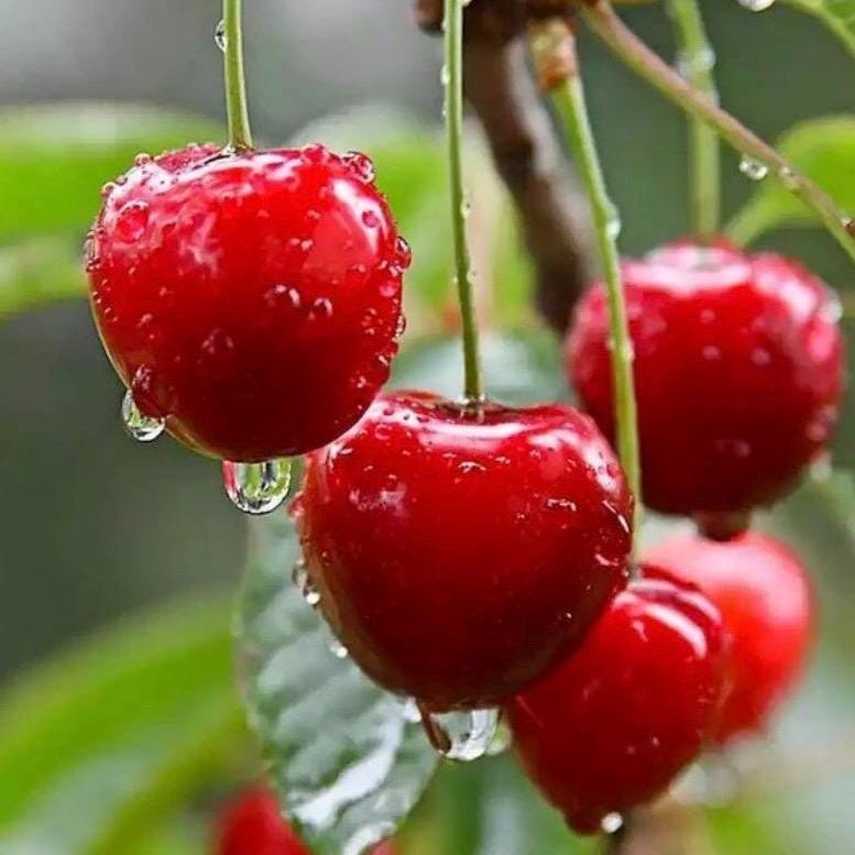 Cherry Kernel Oil, Organic, Cold Pressed, Unrefined, Natural