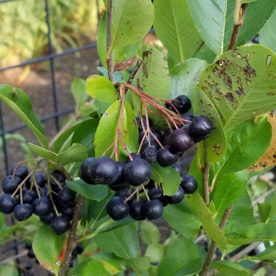 Chokeberry Seed Oil, Organic, Cold Pressed, Unrefined, Natural