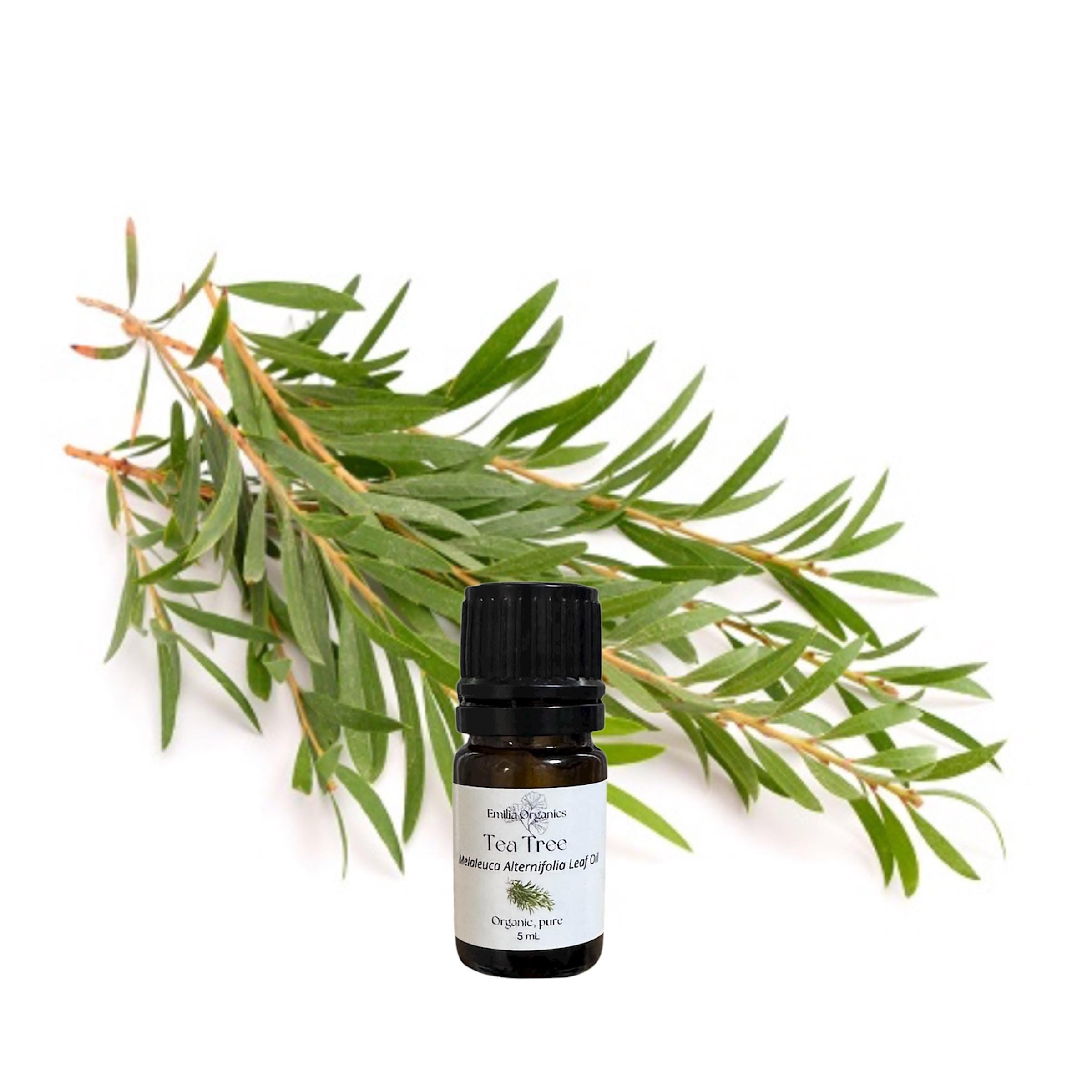 Tea Tree Essential Oil, Organic, 100% Pure, Natural