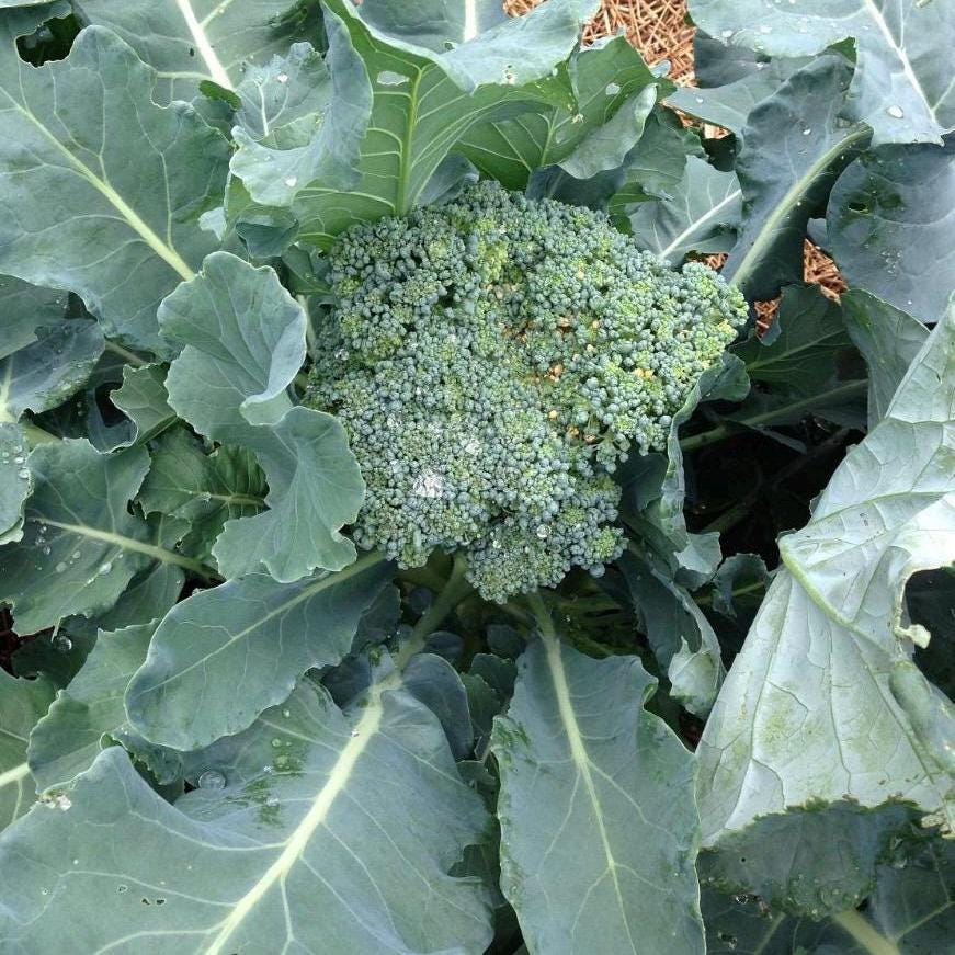 Broccoli Seed Oil, Organic, Cold Pressed, Unrefined, Natural