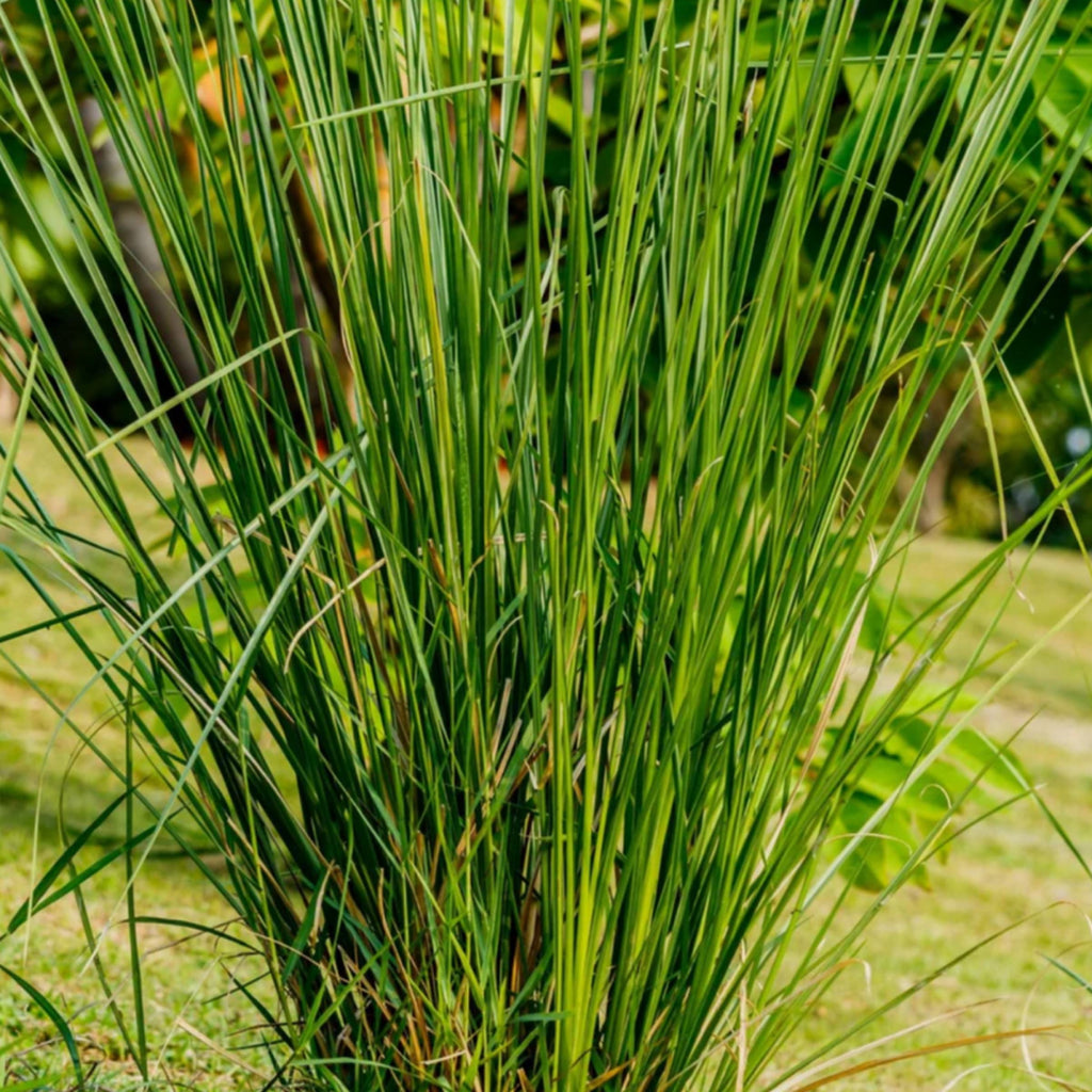 Vetiver Essential Oil, Organic, 100% Pure, Natural