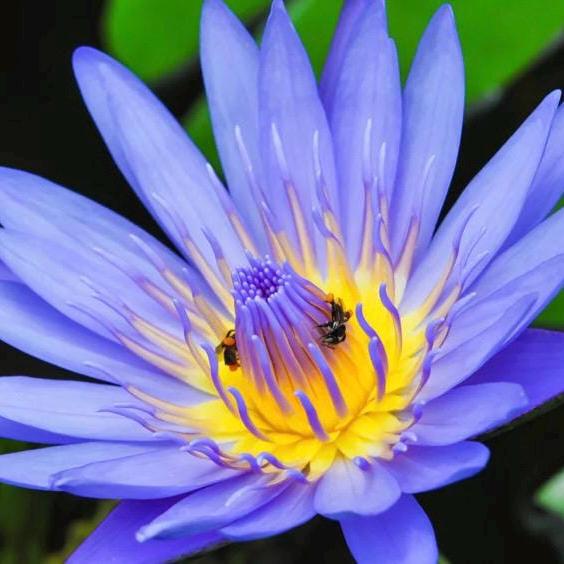 Blue Lotus Absolute Oil, Organic, Pure, Natural