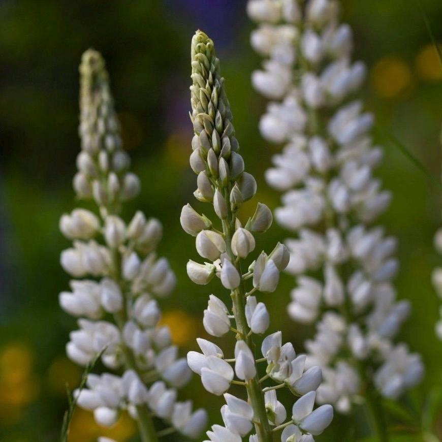 Lupine Seed Oil, Organic, Cold Pressed, Unrefined, Natural