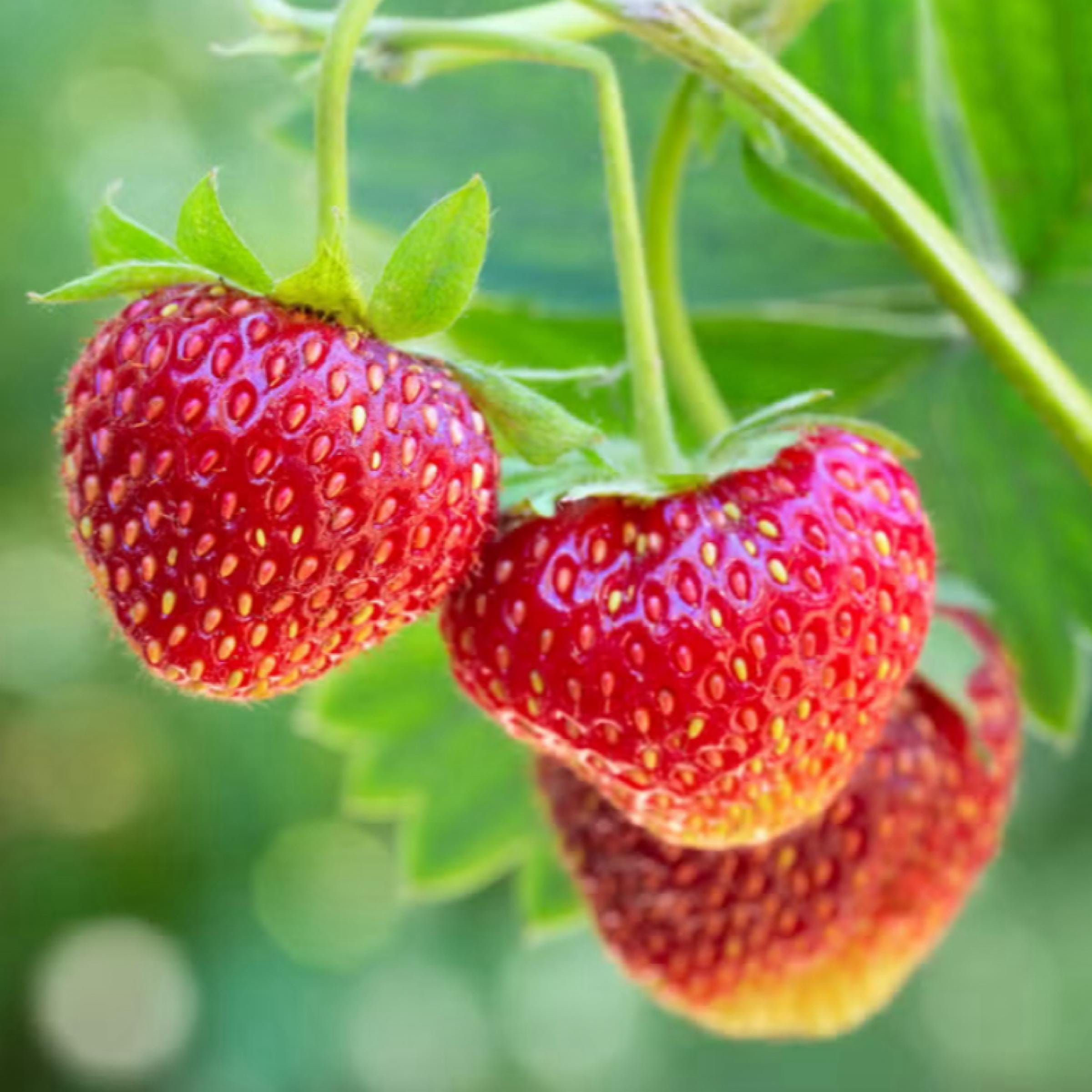 Strawberry Seed Oil, Organic, Cold Pressed, Unrefined, Natural