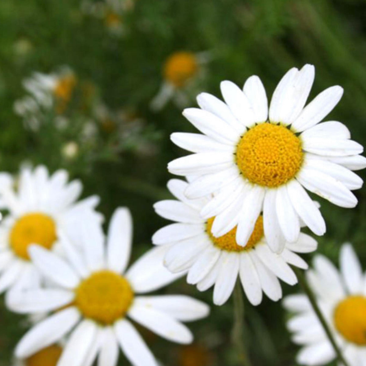 Roman Chamomile Hydrosol, Organic, Pure, Natural