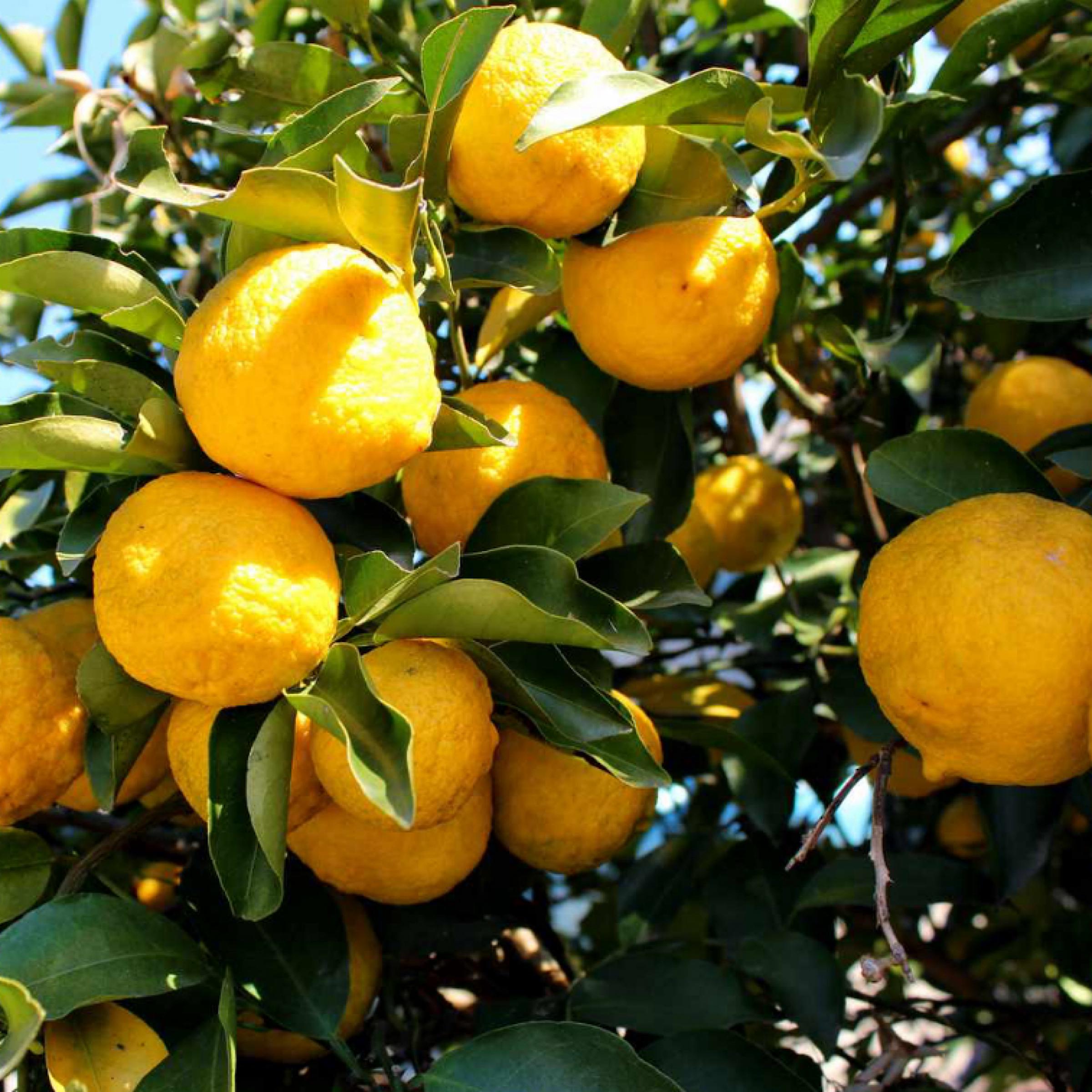 Yuzu Essential Oil, Organic, 100% Pure, Natural