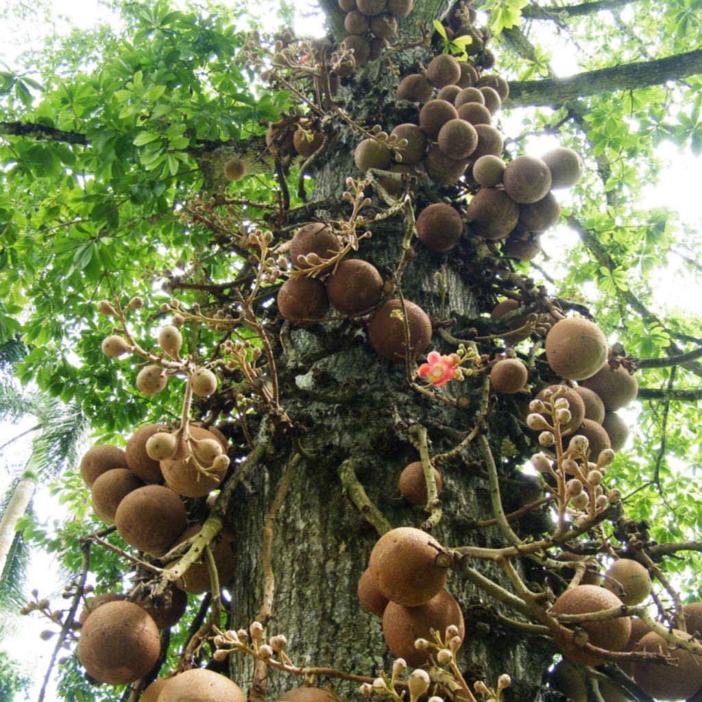 Brazil Nut Oil, Organic, Cold Pressed, Unrefined, Natural