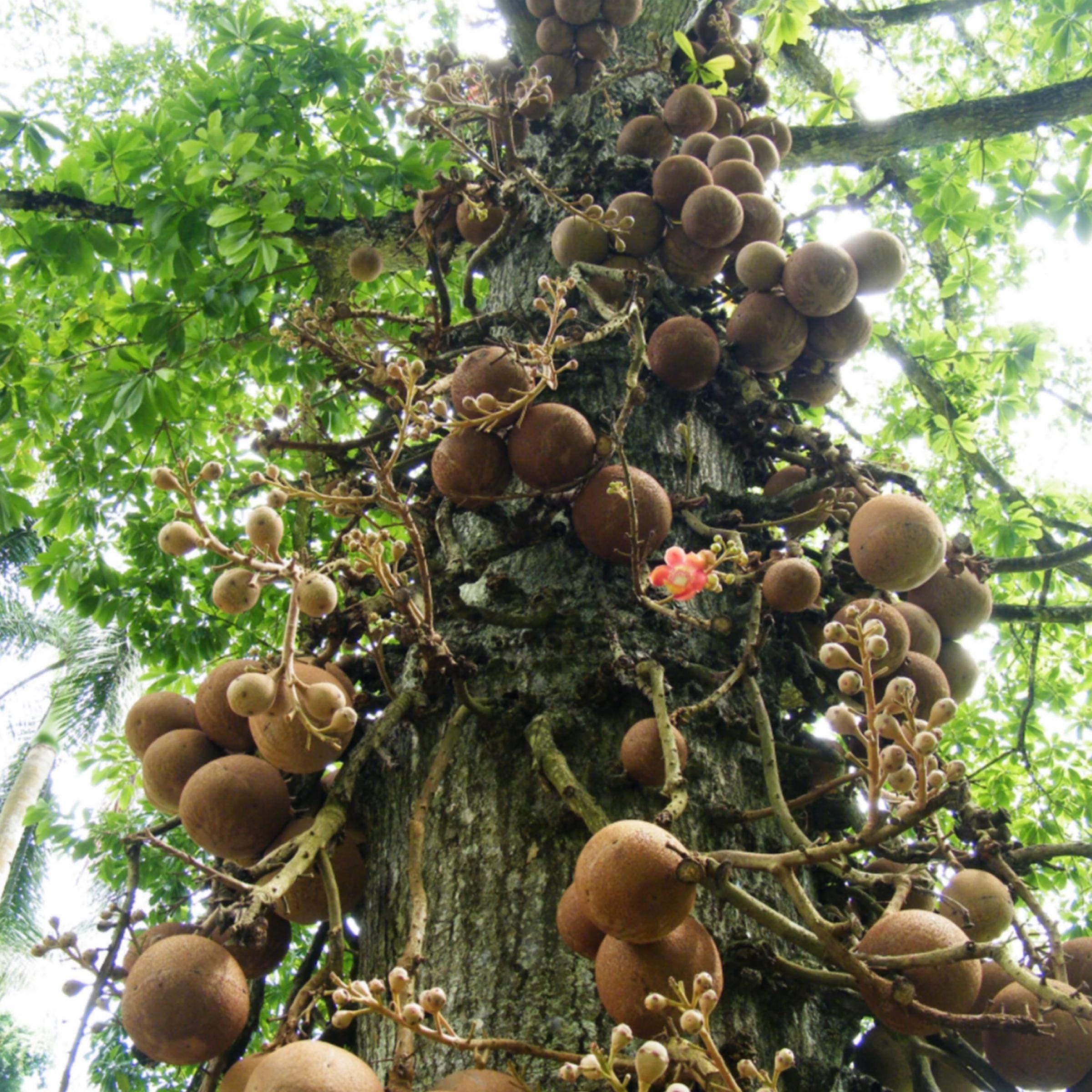 Brazil Nut Oil, Organic, Cold Pressed, Unrefined, Natural