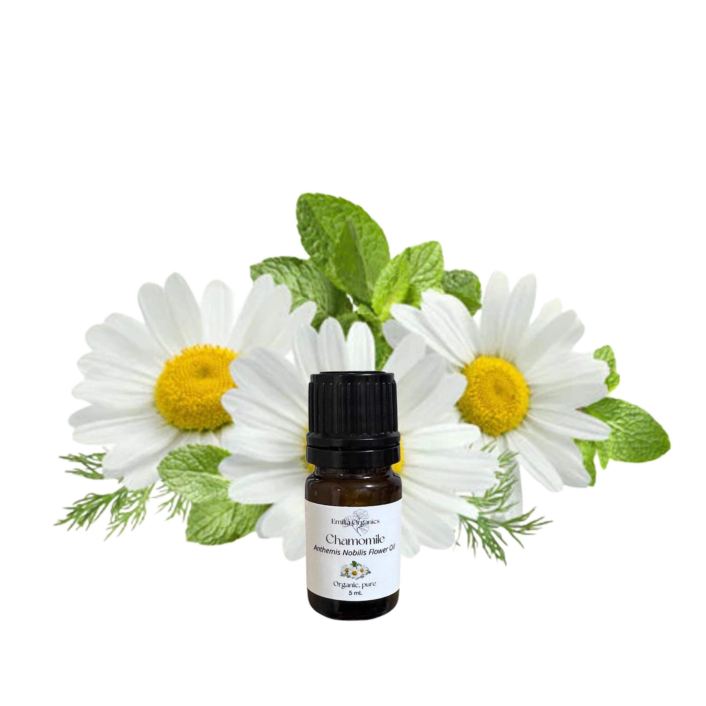 Roman Chamomile Essential Oil, Organic, 100% Pure, Natural