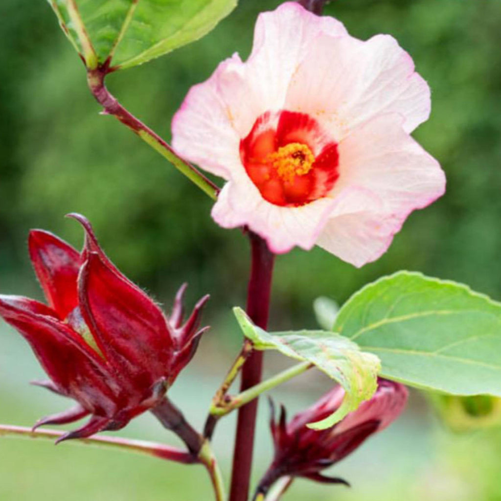 Roselle Hibiscus Seed Oil, Organic, Cold Pressed, Unrefined, Natural