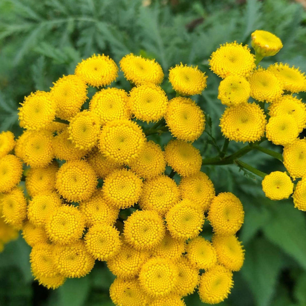 Blue Tansy Essential Oil, Organic, 100% Pure, Natural