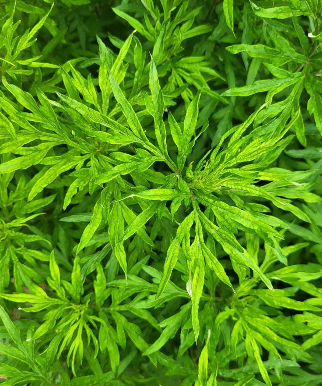 Davana Essential Oil, Organic, 100% Pure, Natural