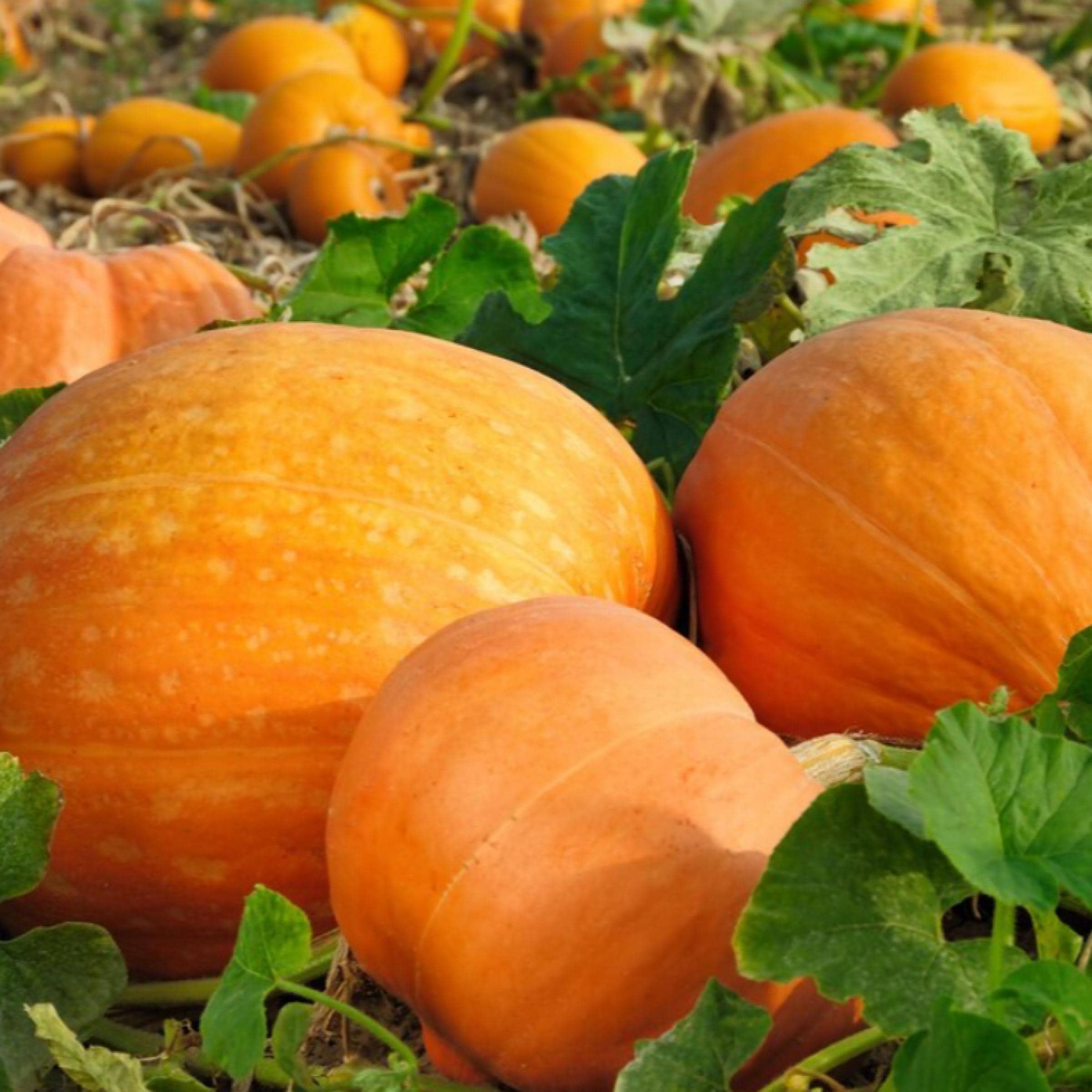 Pumpkin Seed Oil, Organic, Cold Pressed, Unrefined, Natural