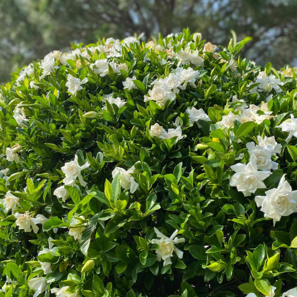 Gardenia Absolute Oil, Organic, 100% Pure, Natural