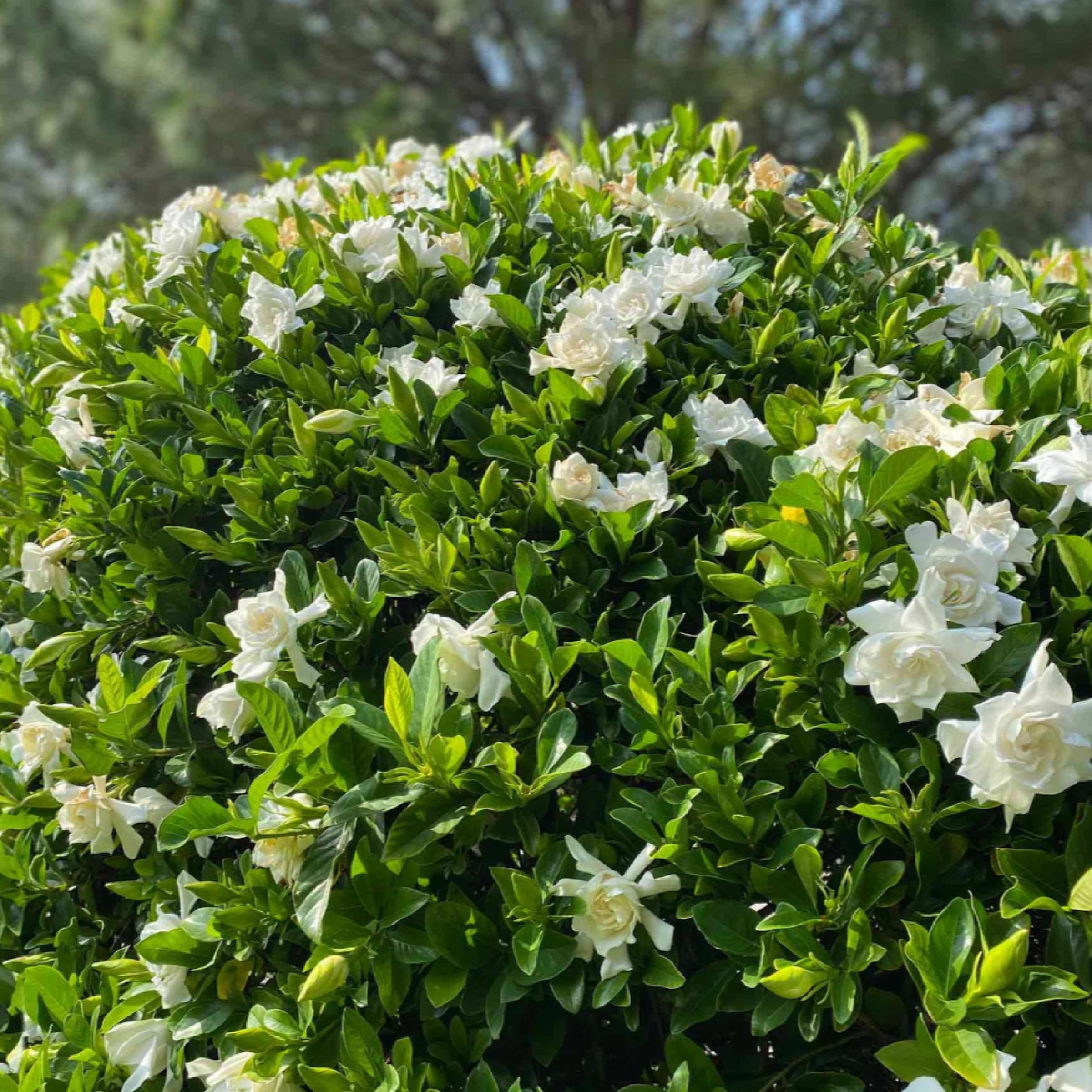 Gardenia Absolute Oil, Organic, 100% Pure, Natural
