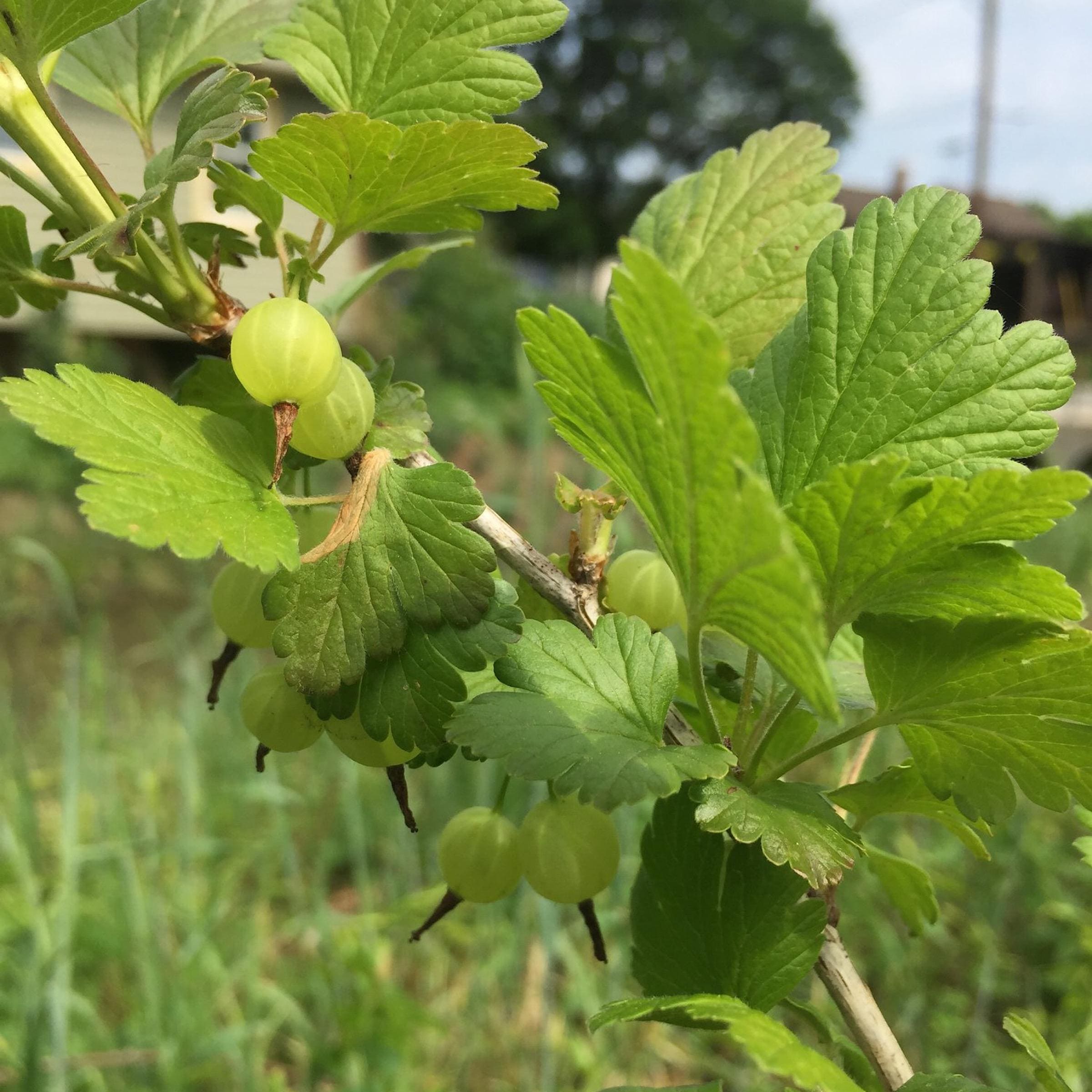 Amla Seed Oil, Gooseberry Oil, Organic, Cold Pressed, Unrefined, Natural