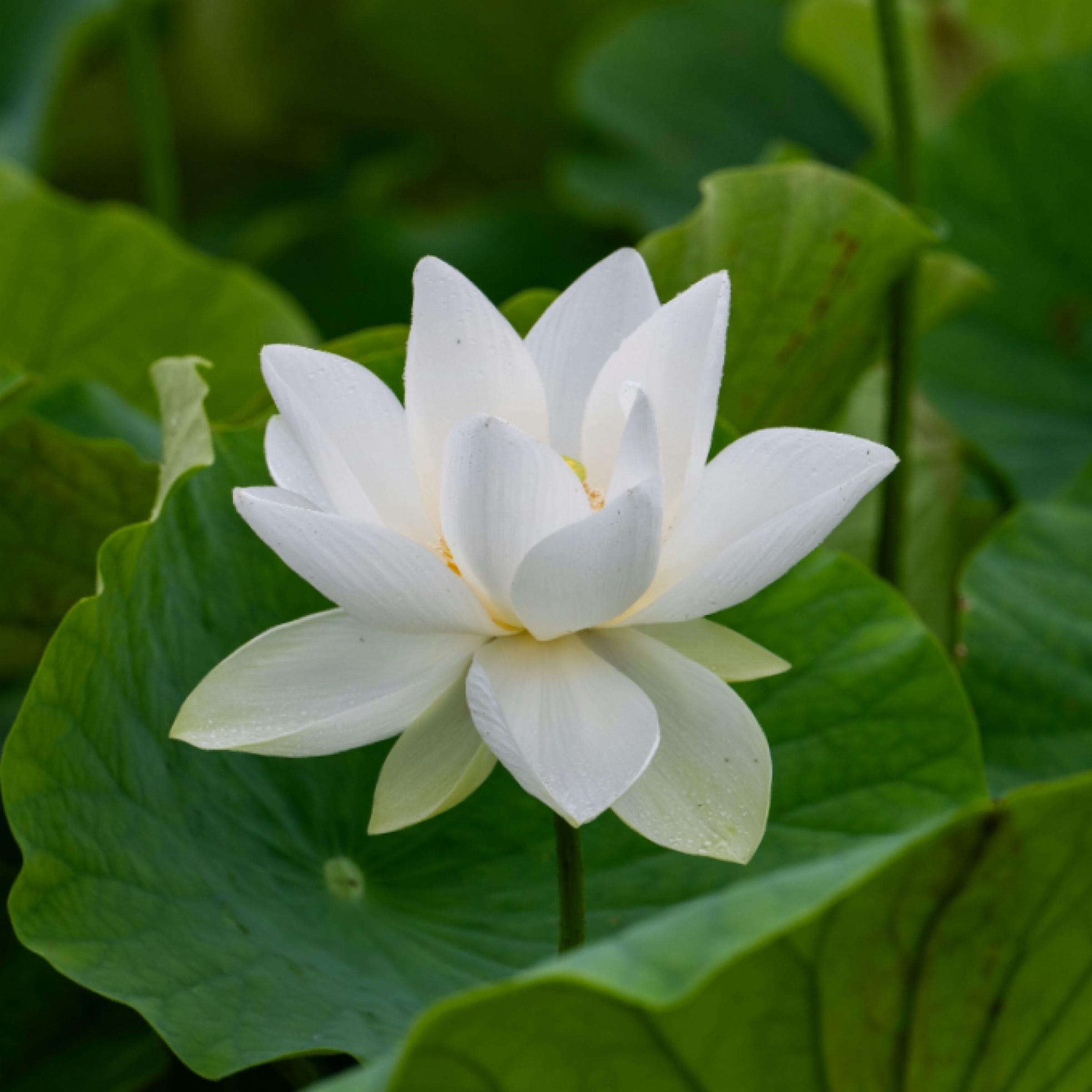 White Lotus Absolute Oil, Organic, 100% Pure, Natural