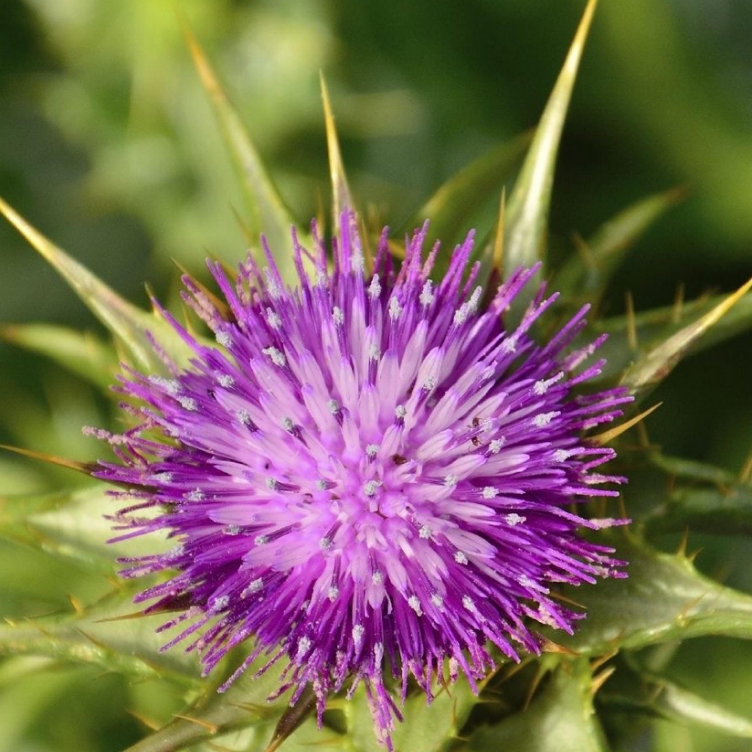 Milk Thistle Seed Oil, Organic, Cold Pressed, Unrefined, Natural