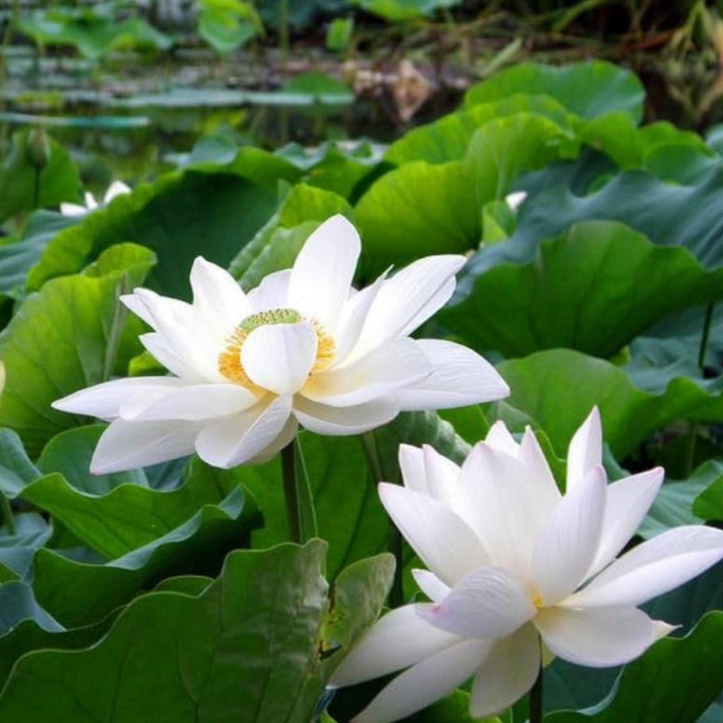 White Lotus Absolute Oil, Organic, 100% Pure, Natural