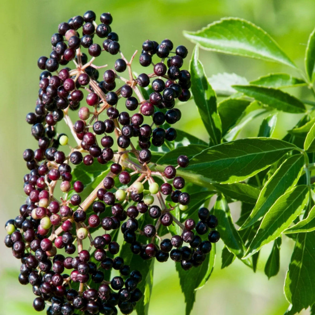 Elderberry Seed Oil, Organic, Cold Pressed, Unrefined, Natural