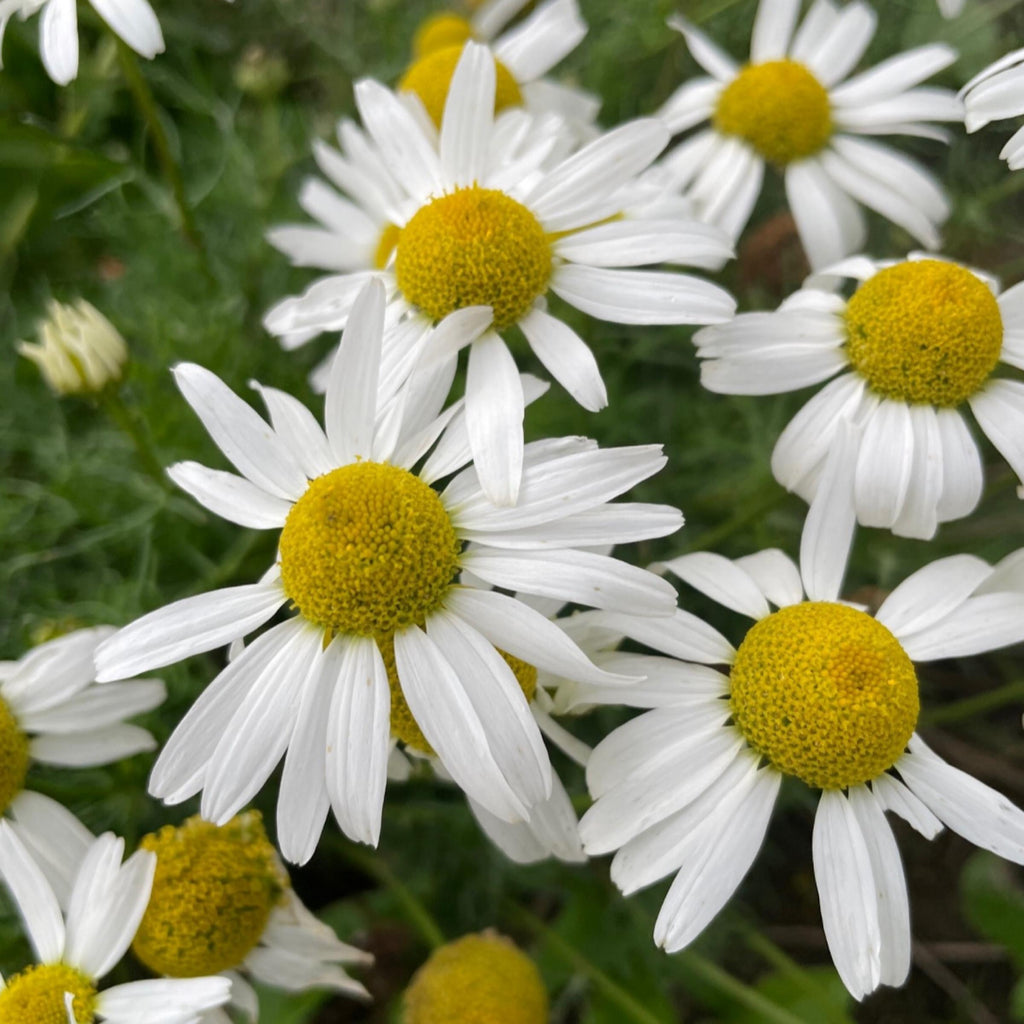 Roman Chamomile Essential Oil, Organic, 100% Pure, Natural