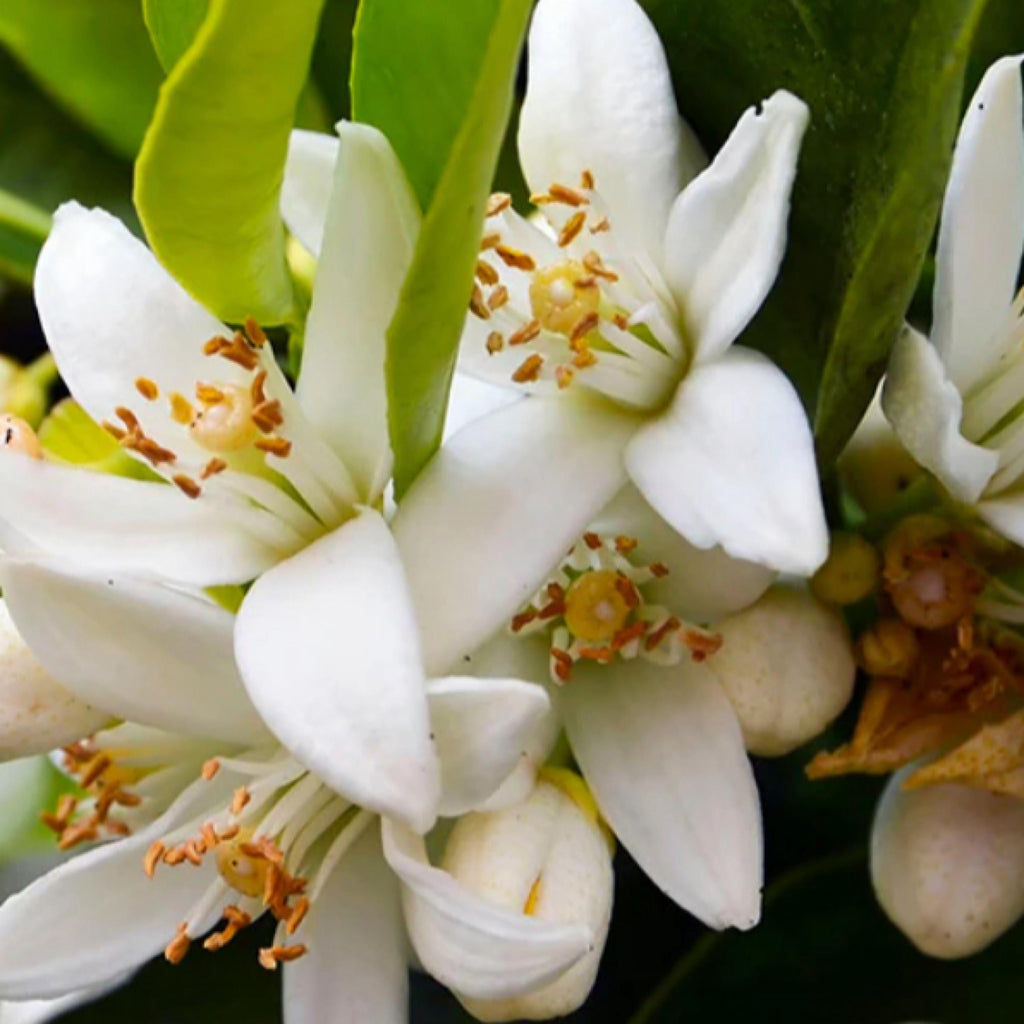 Neroli Essential Oil, Orange Blossom, Organic, 100% Pure, Natural