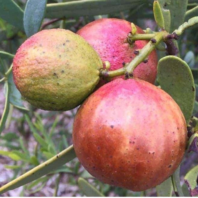 Sandalwood Seed Oil, Organic, Cold Pressed, Unrefined, Natural