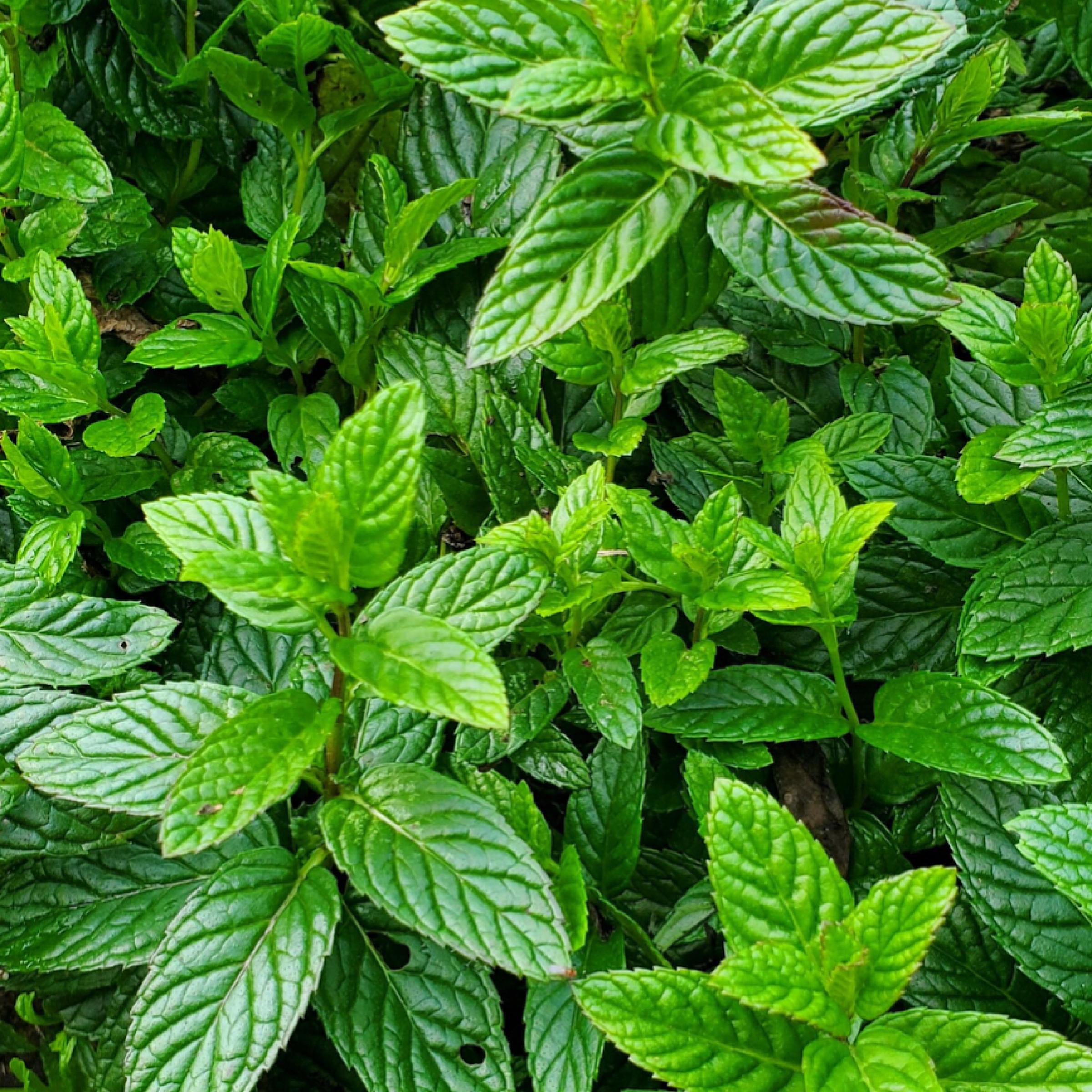Peppermint Essential Oil, Organic, 100% Pure, Natural