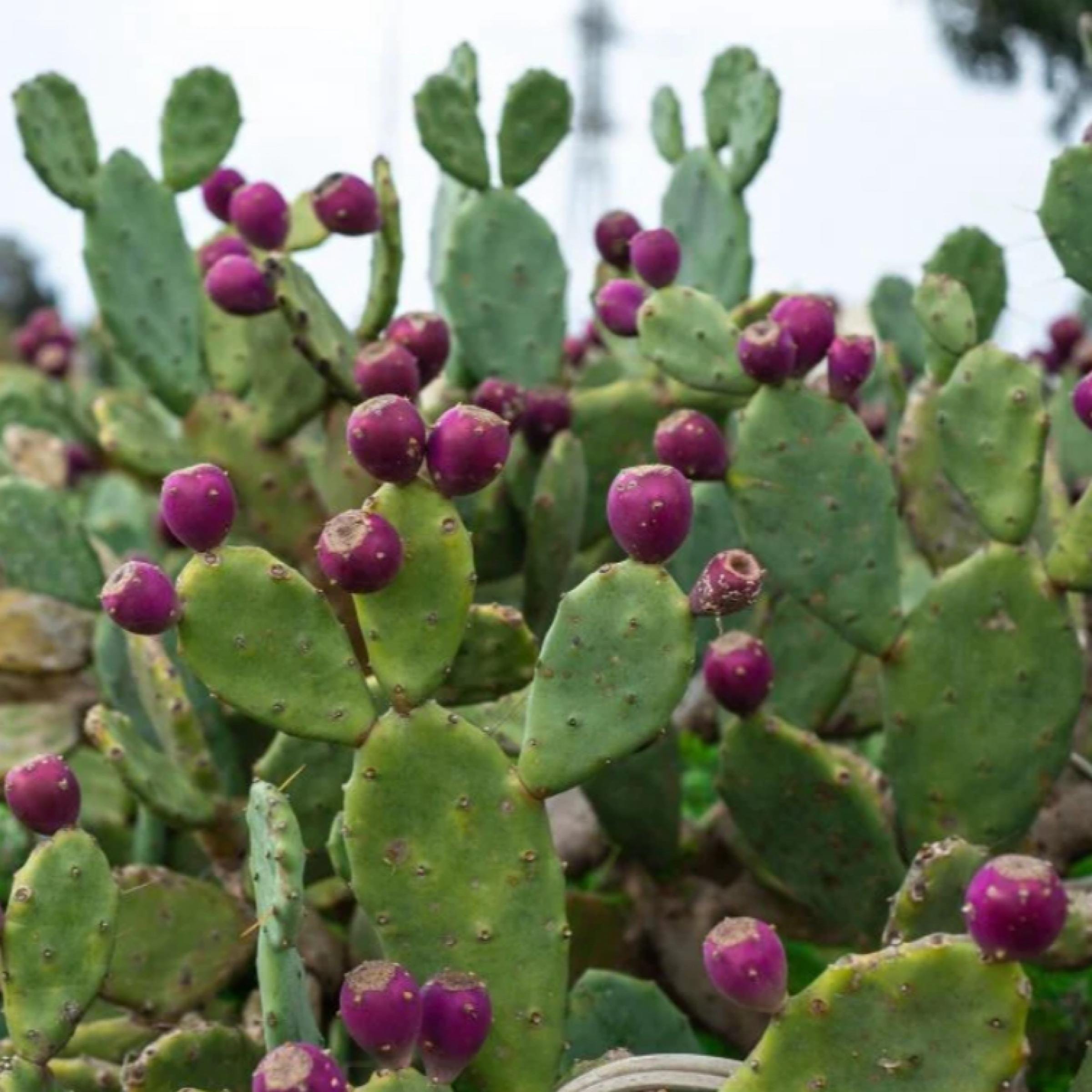 Prickly Pear Seed Oil, Organic, Cold Pressed, Unrefined, Natural