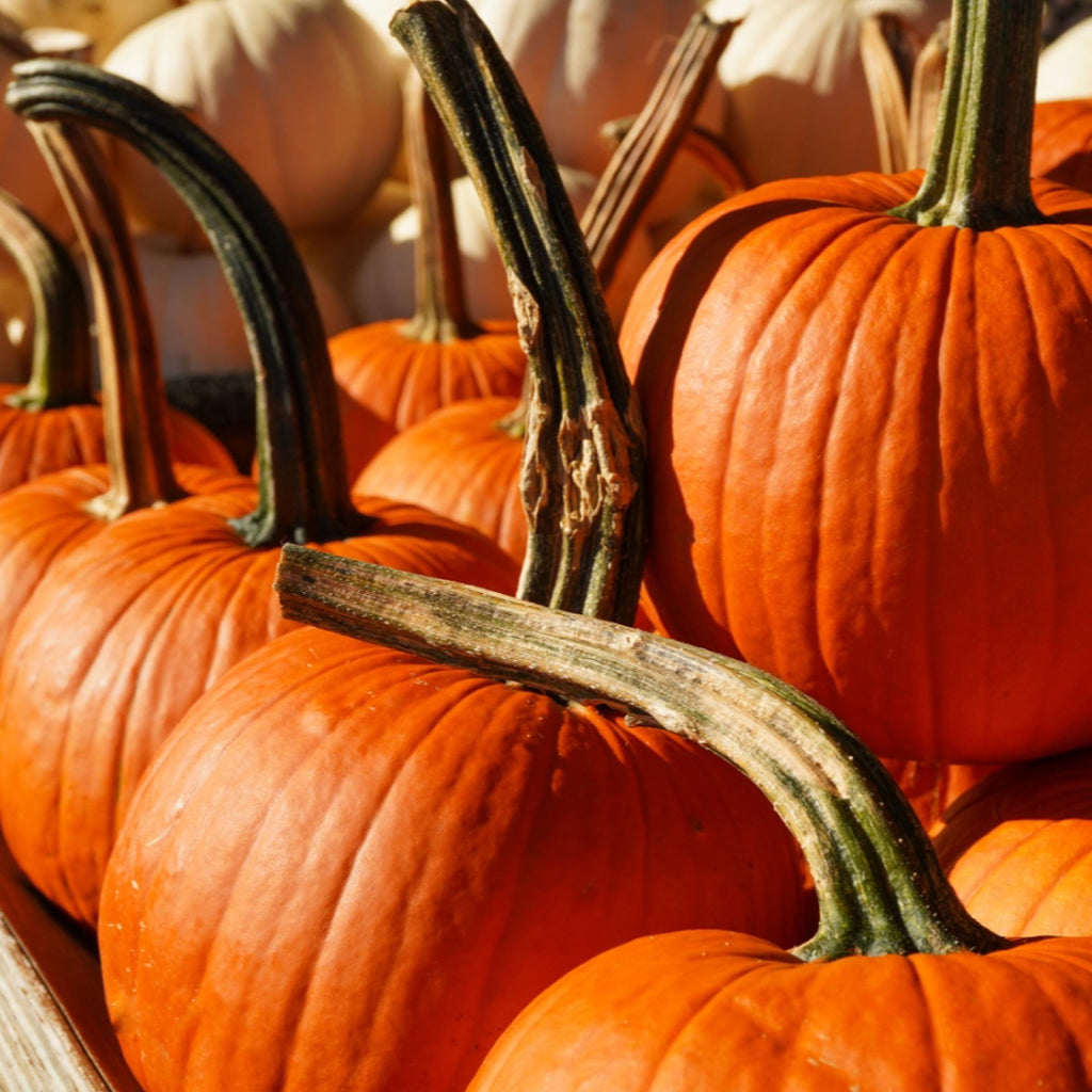 Pumpkin Seed Oil, Organic, Cold Pressed, Unrefined, Natural