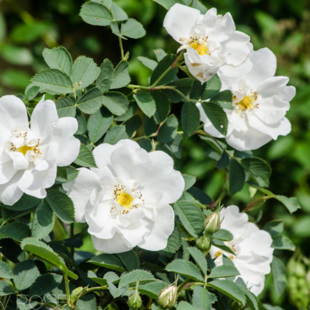 White Rose Otto Essential Oil, Organic, 100% Pure, Natural
