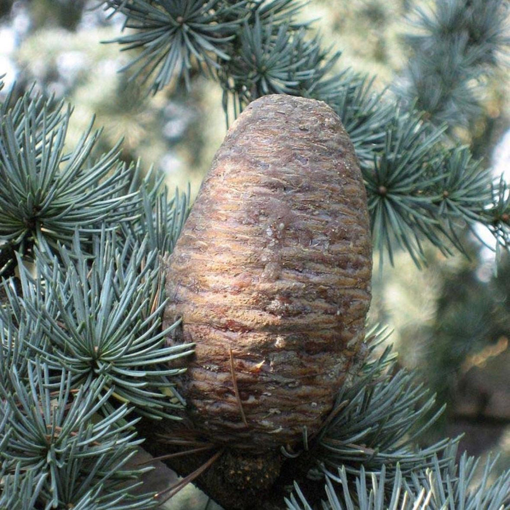 Cedarwood Atlas Essential Oil, Organic, 100% Pure, Natural