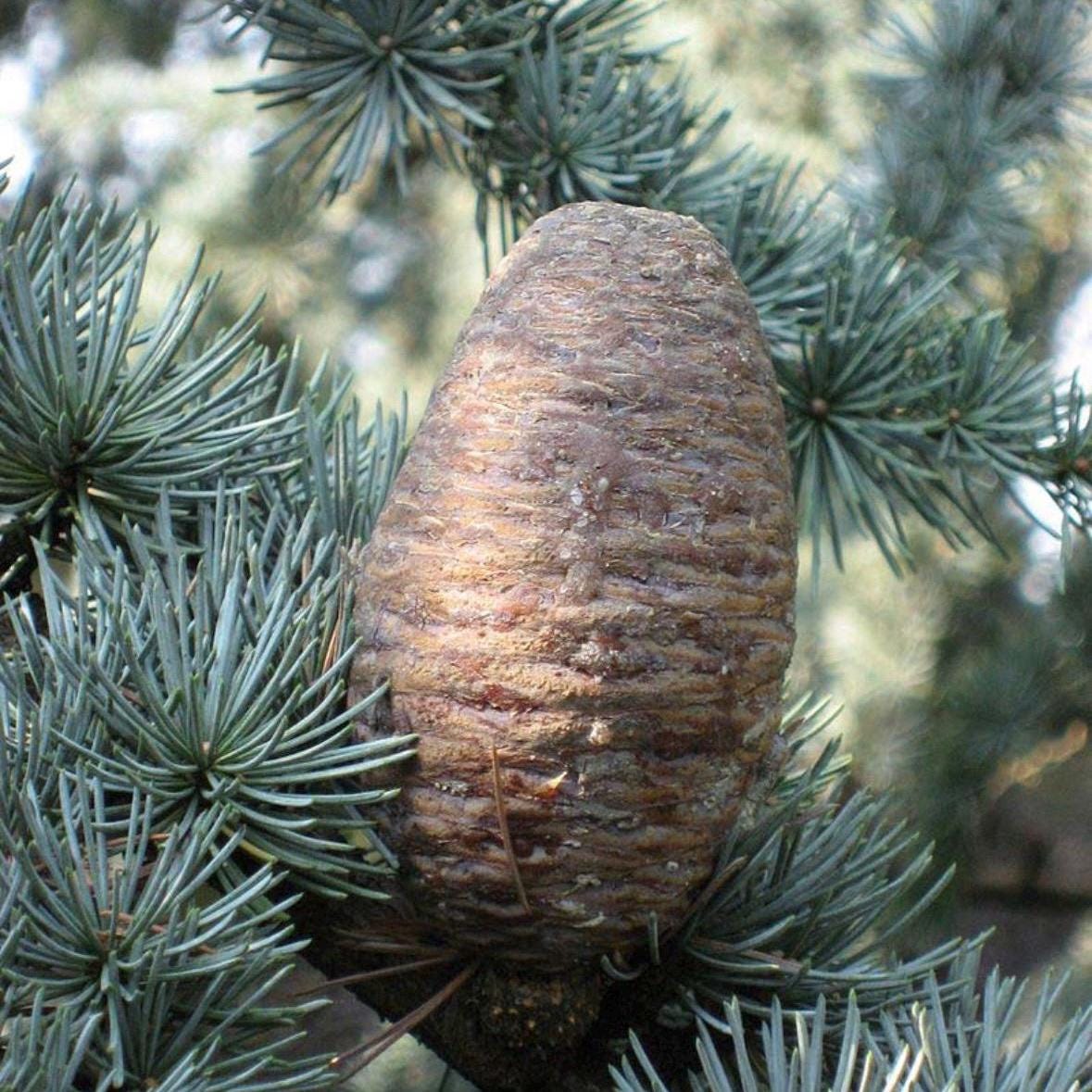 Cedarwood Atlas Essential Oil, Organic, 100% Pure, Natural