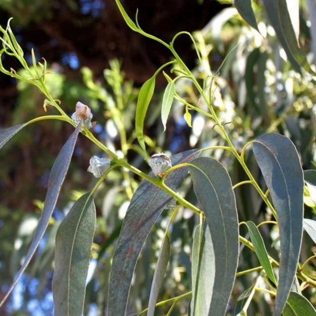 Eucalyptus Globulus Essential Oil, Organic, 100% Pure, Natural