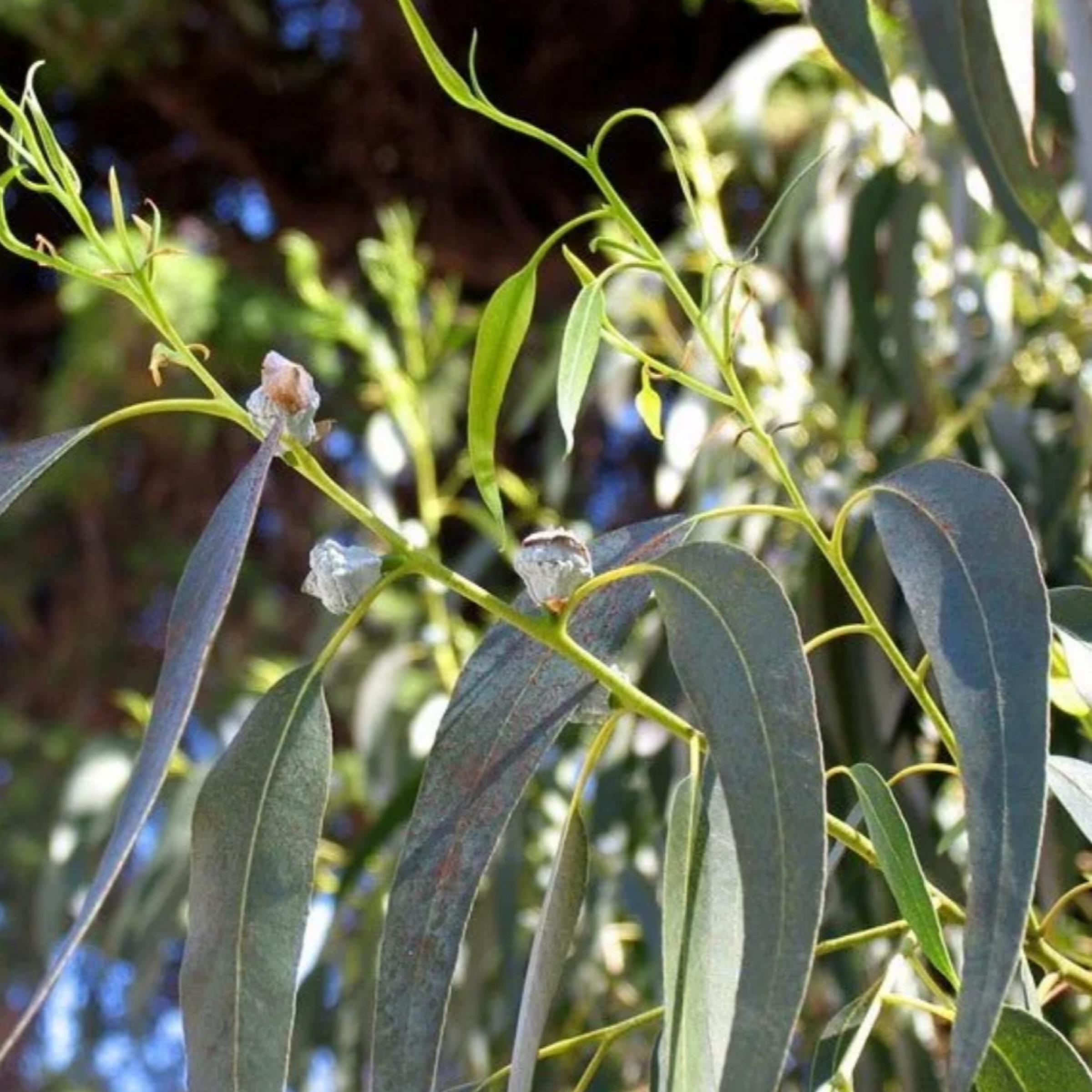 Eucalyptus Globulus Essential Oil, Organic, 100% Pure, Natural