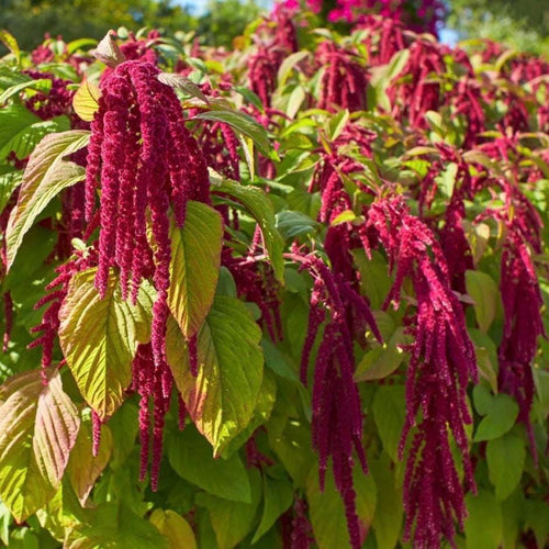 Amaranth Seed Oil, Organic, Cold Pressed, Unrefined, Natural