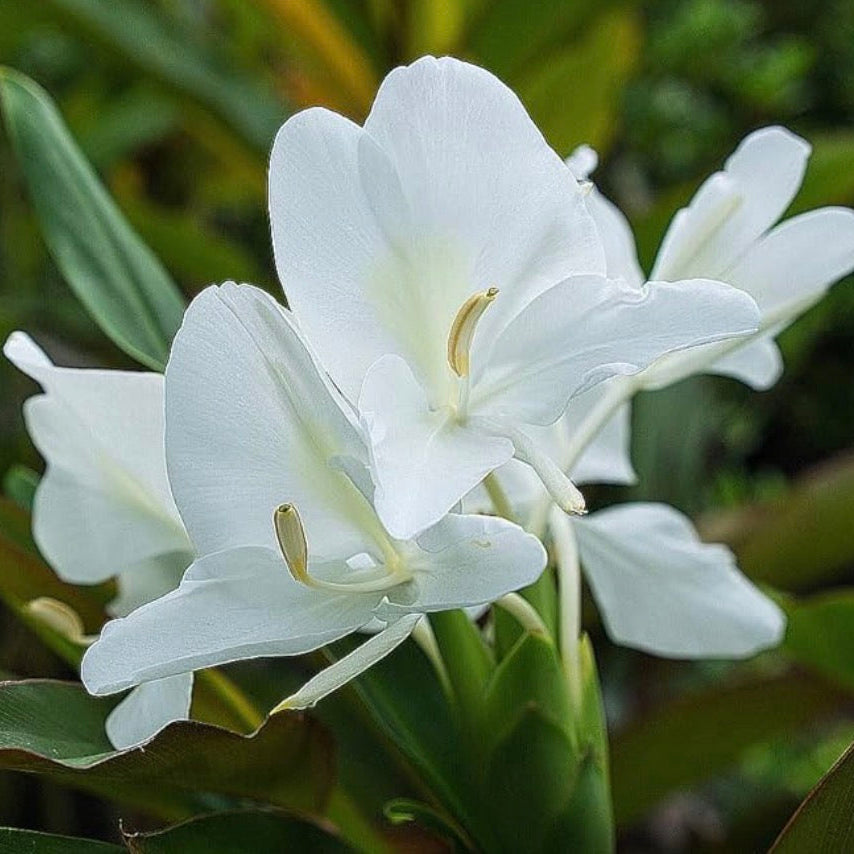 White Ginger Lily Absolute Oil, Organic, 100% Pure, Natural