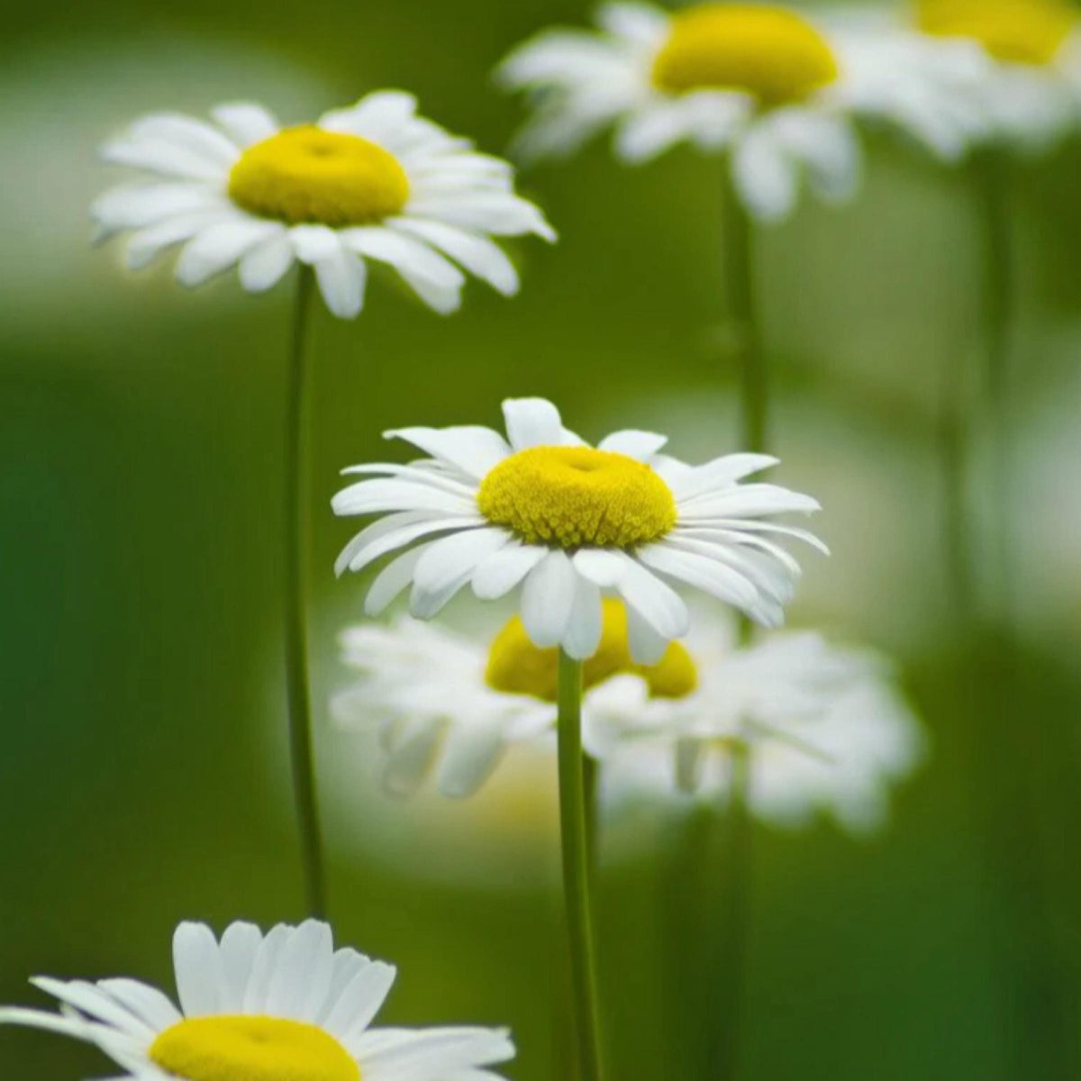 Roman Chamomile Hydrosol, Organic, Pure, Natural